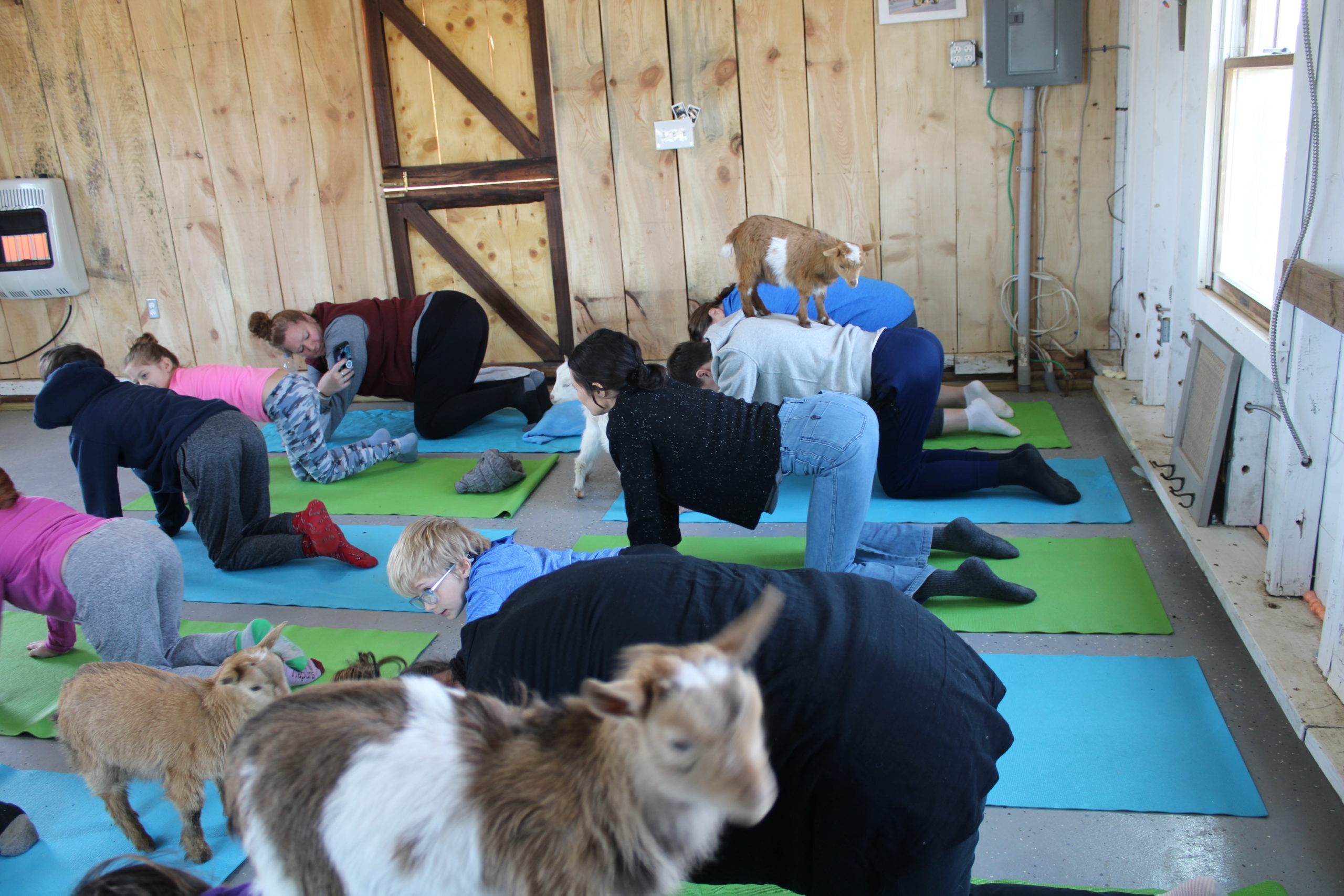 Goat yoga at Corwith Farms on Sunday.