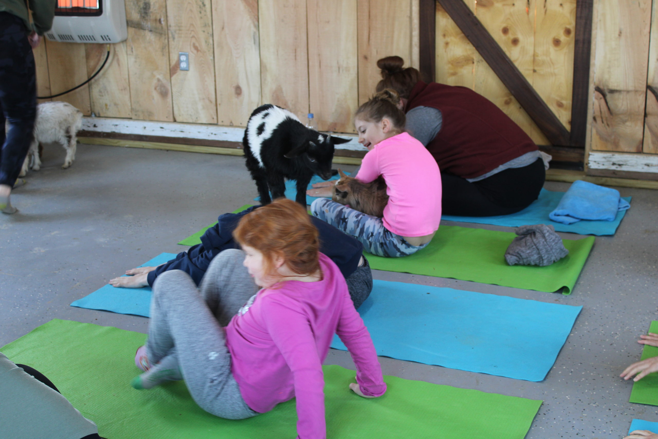 Goat yoga at Corwith Farms on Sunday.