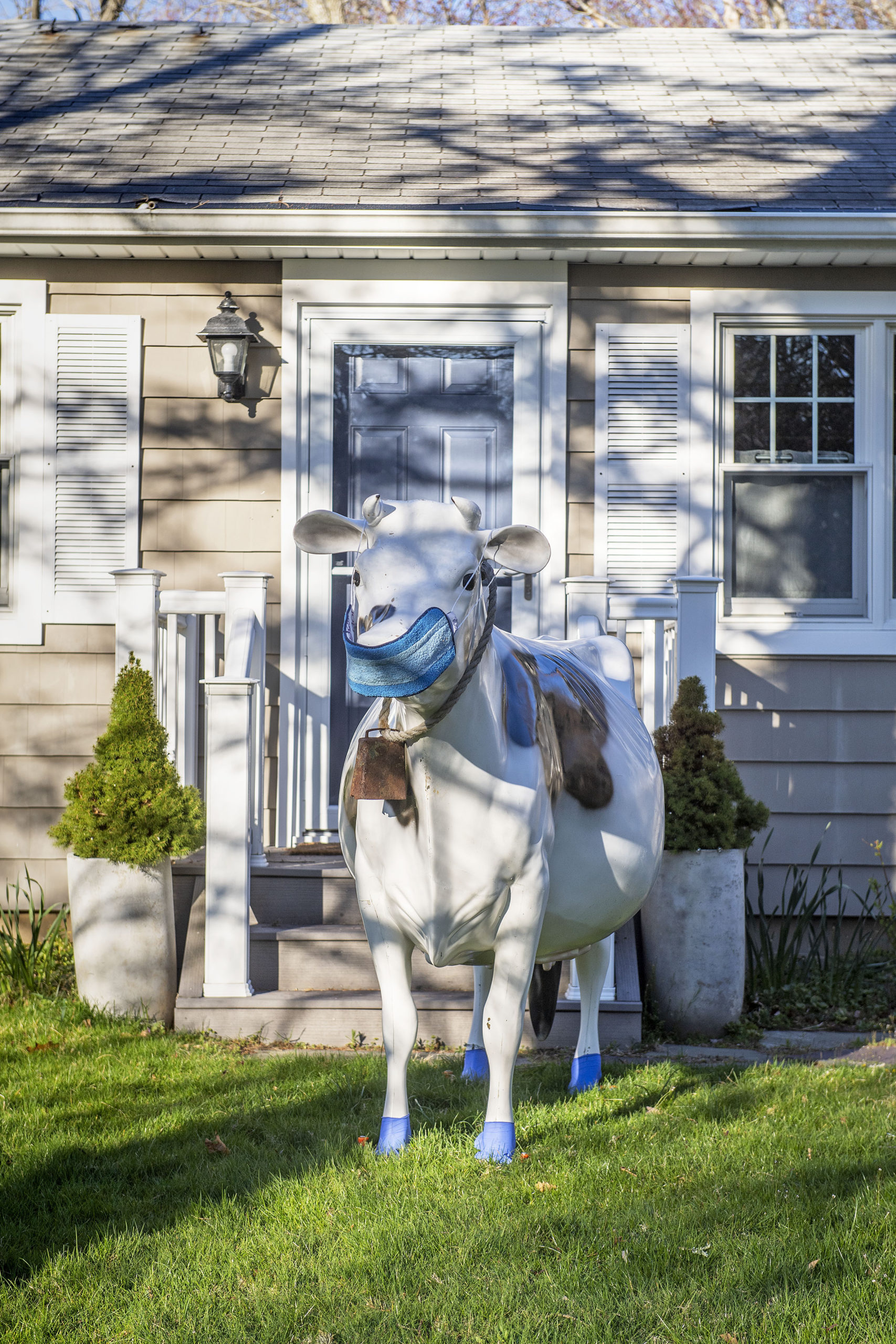 A decorative cow employing best practices on Wildwood Road in Sag Harbor. 