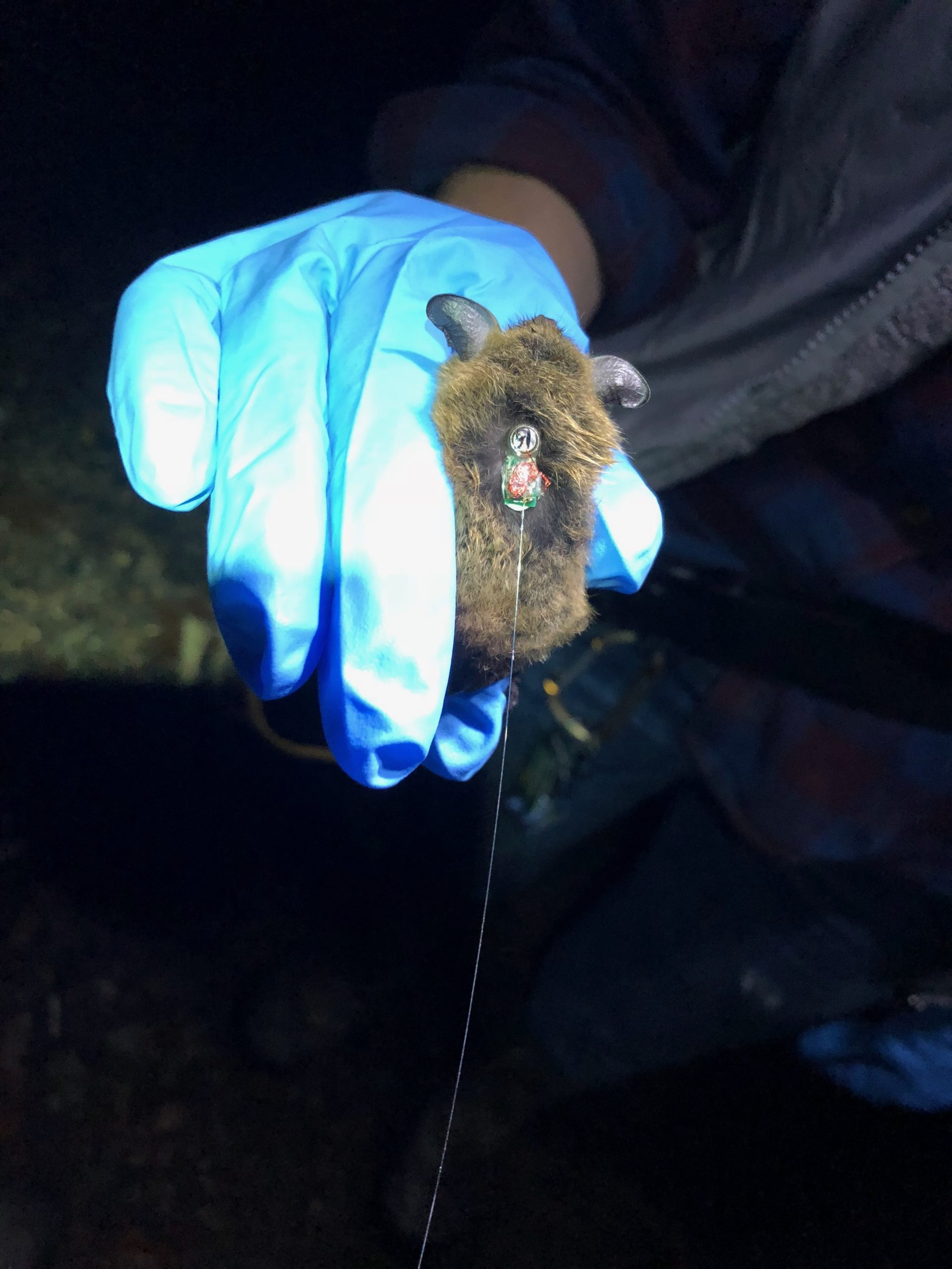 Radio transmitter attached to a northern long-eared bat. 
