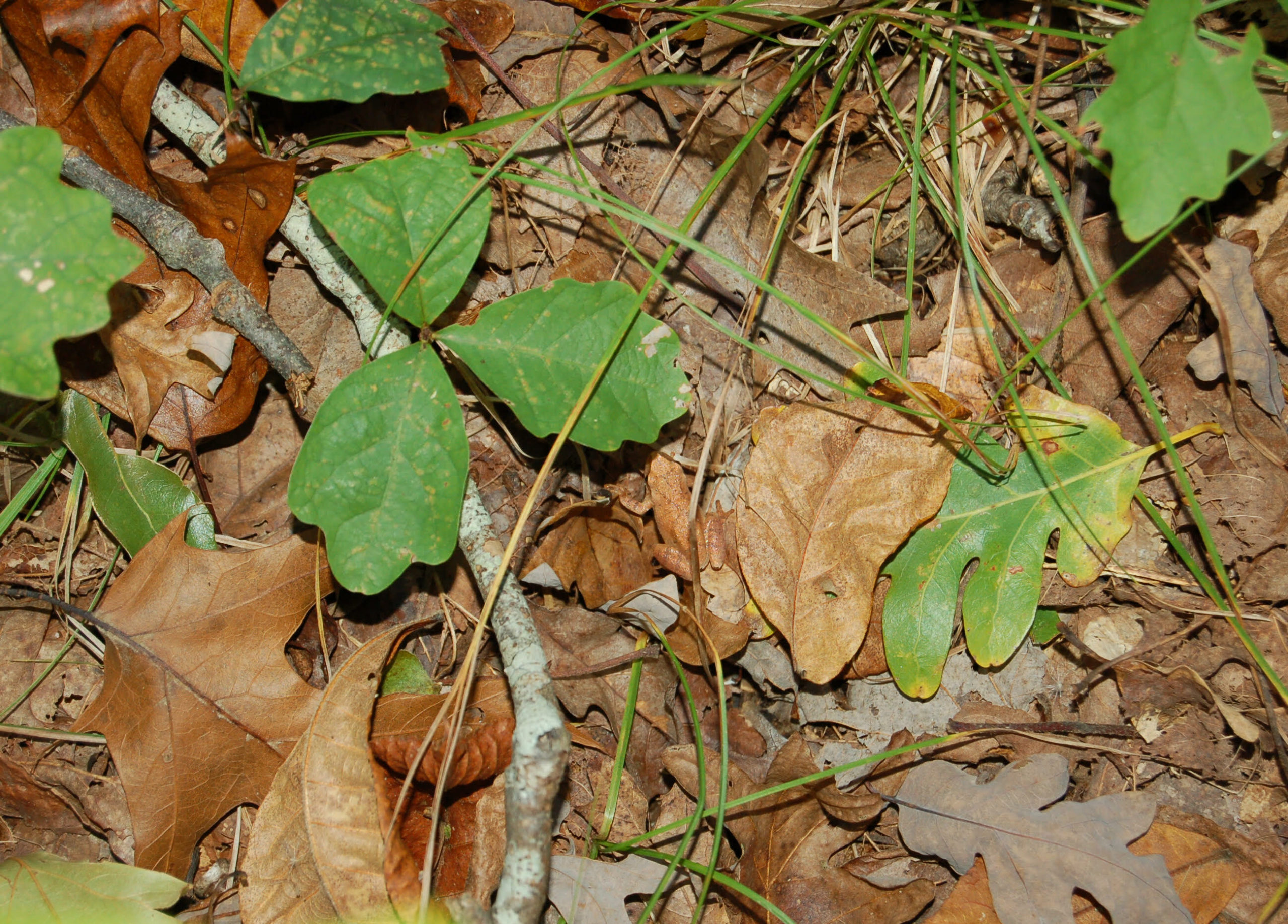 Can you find the spring peeper on the forest floor in this photo?