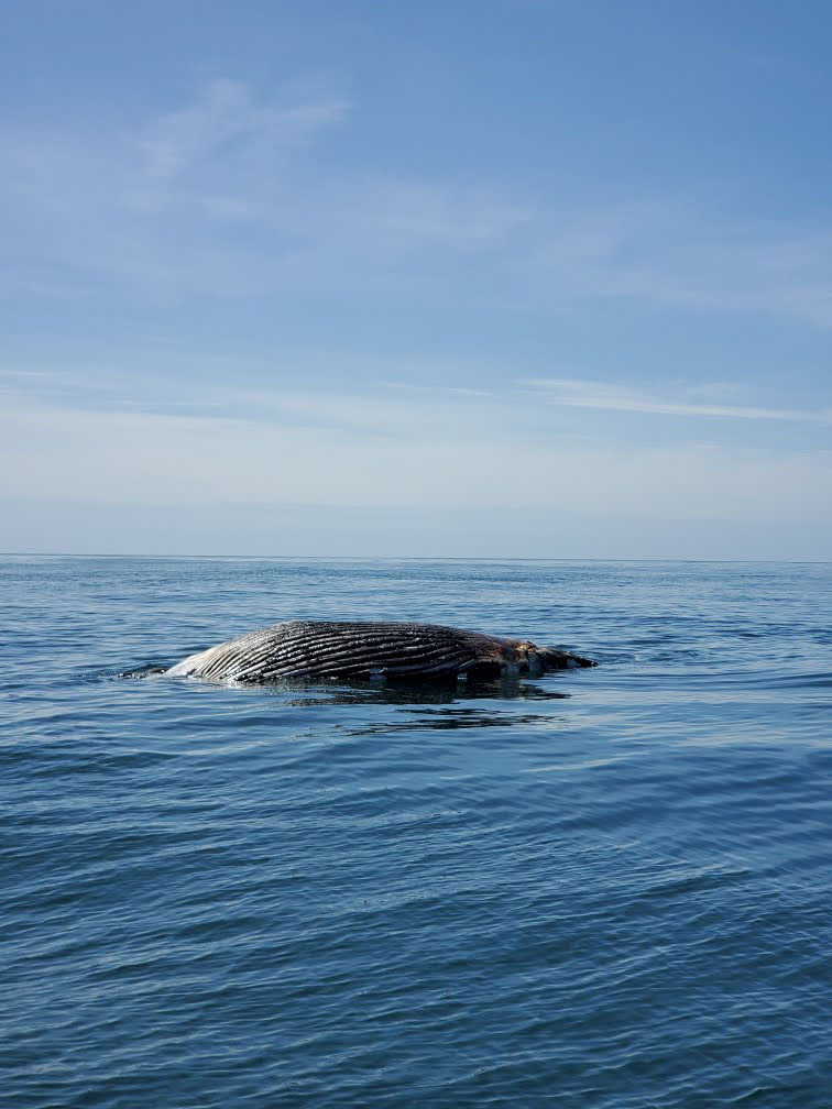 The humpback whale floating off of Moriches Inlet on Friday.  COURTESY US COAST GUARD SECTOR LONG ISLAND SOUND