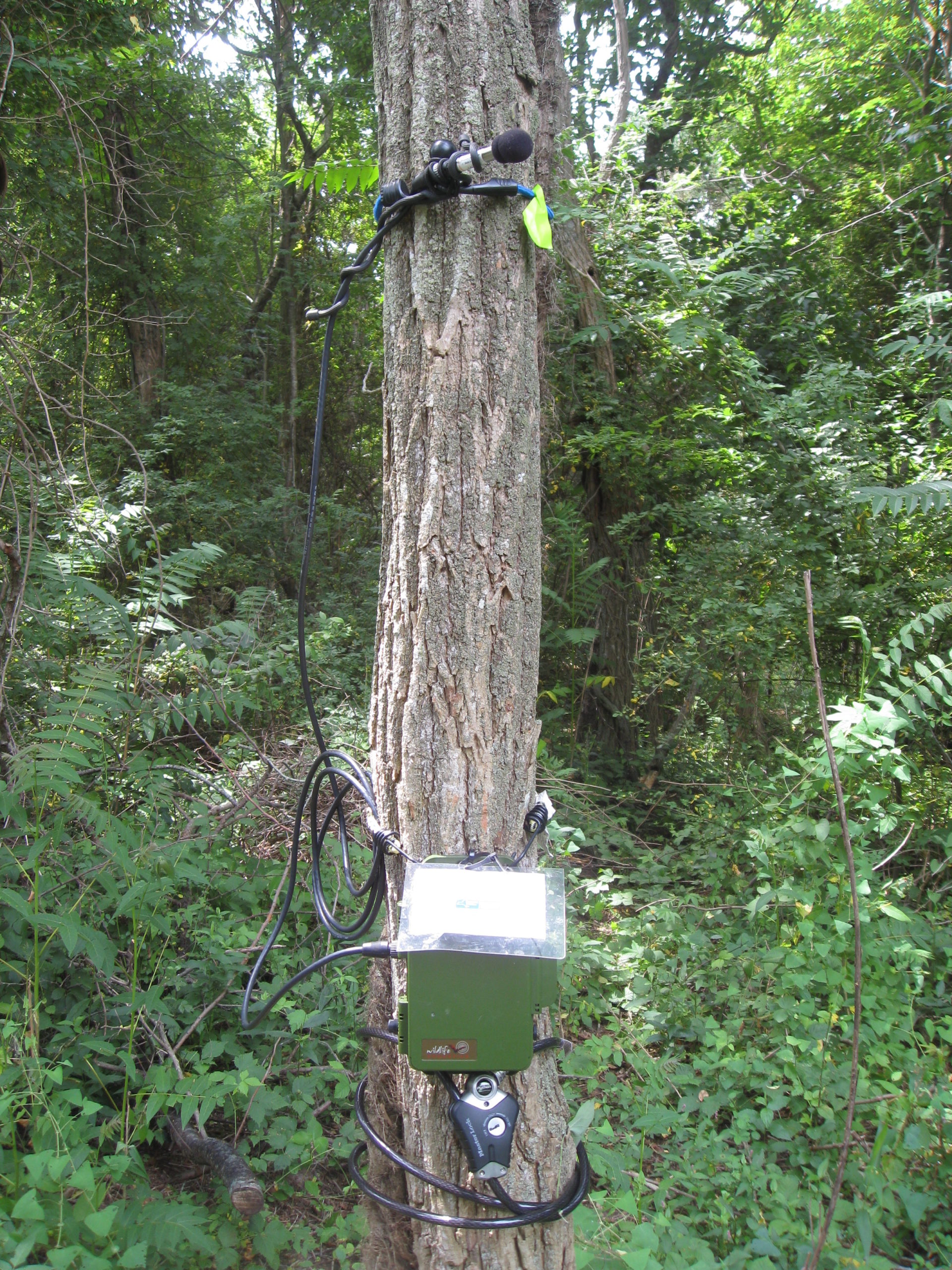 An acoustic detector set-up on a tree, deployed and ready to record.