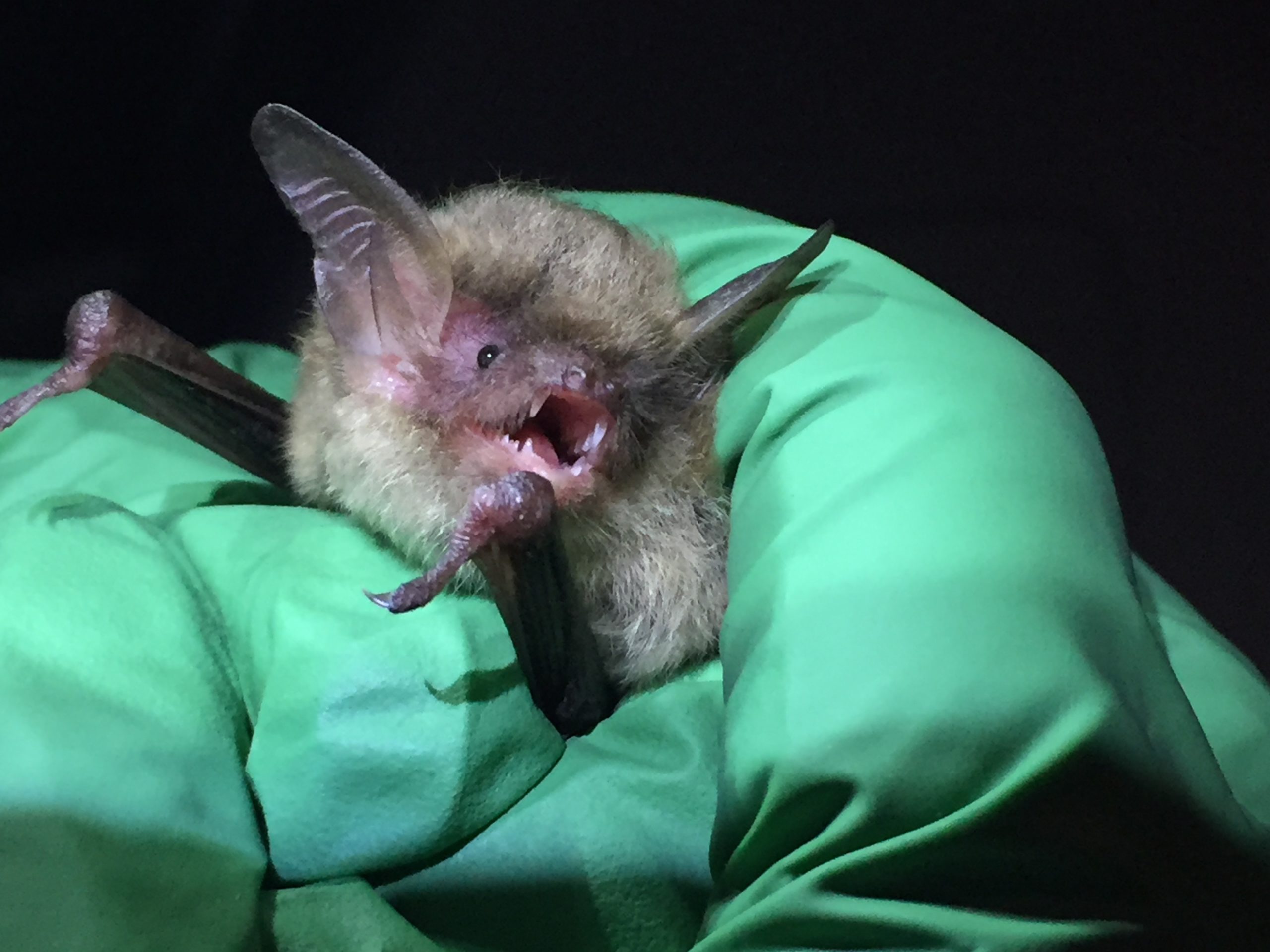 Captured northern long-eared bat waiting to be sampled for Pd. 