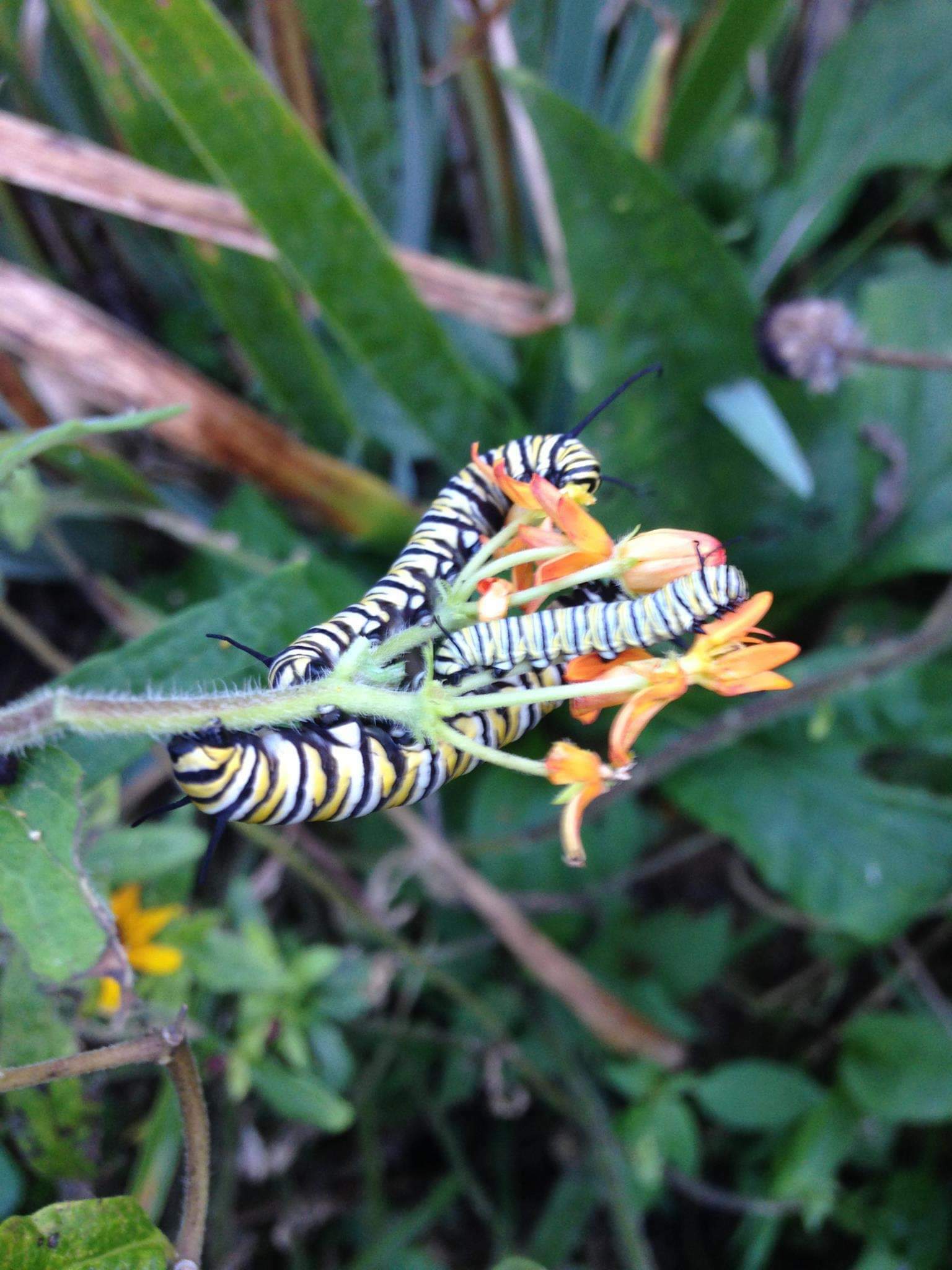 A monarch caterpiller on a milkweed plant. BRIAN SMITH