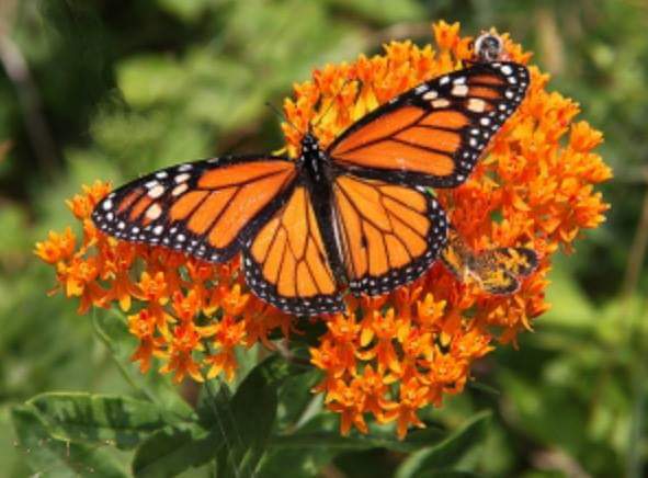 A monarch butterfly on a flowering milkweed. BRIAN SMITH