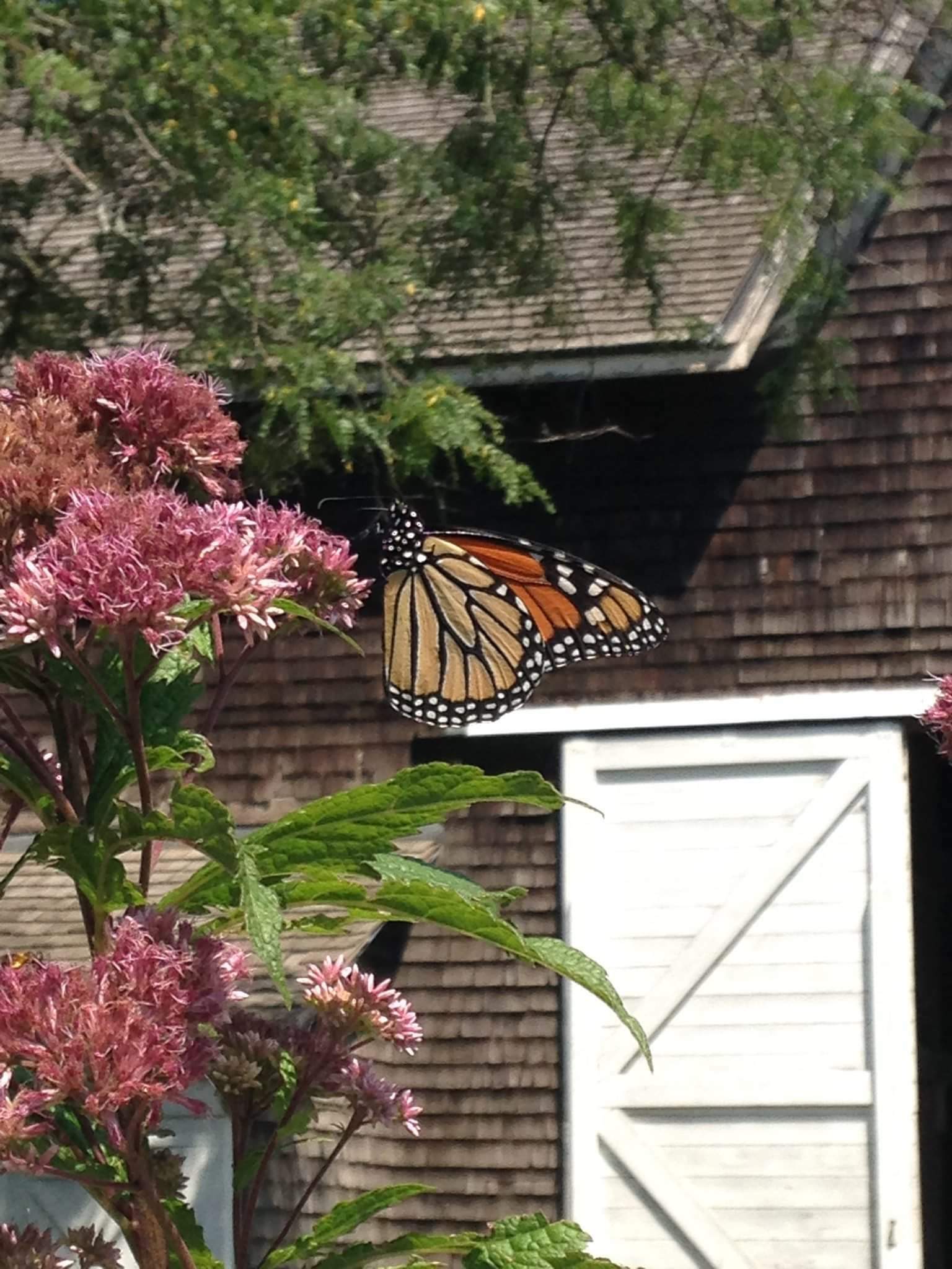 Joe Pye weed with monarch butterfly. BRIAN SMITH