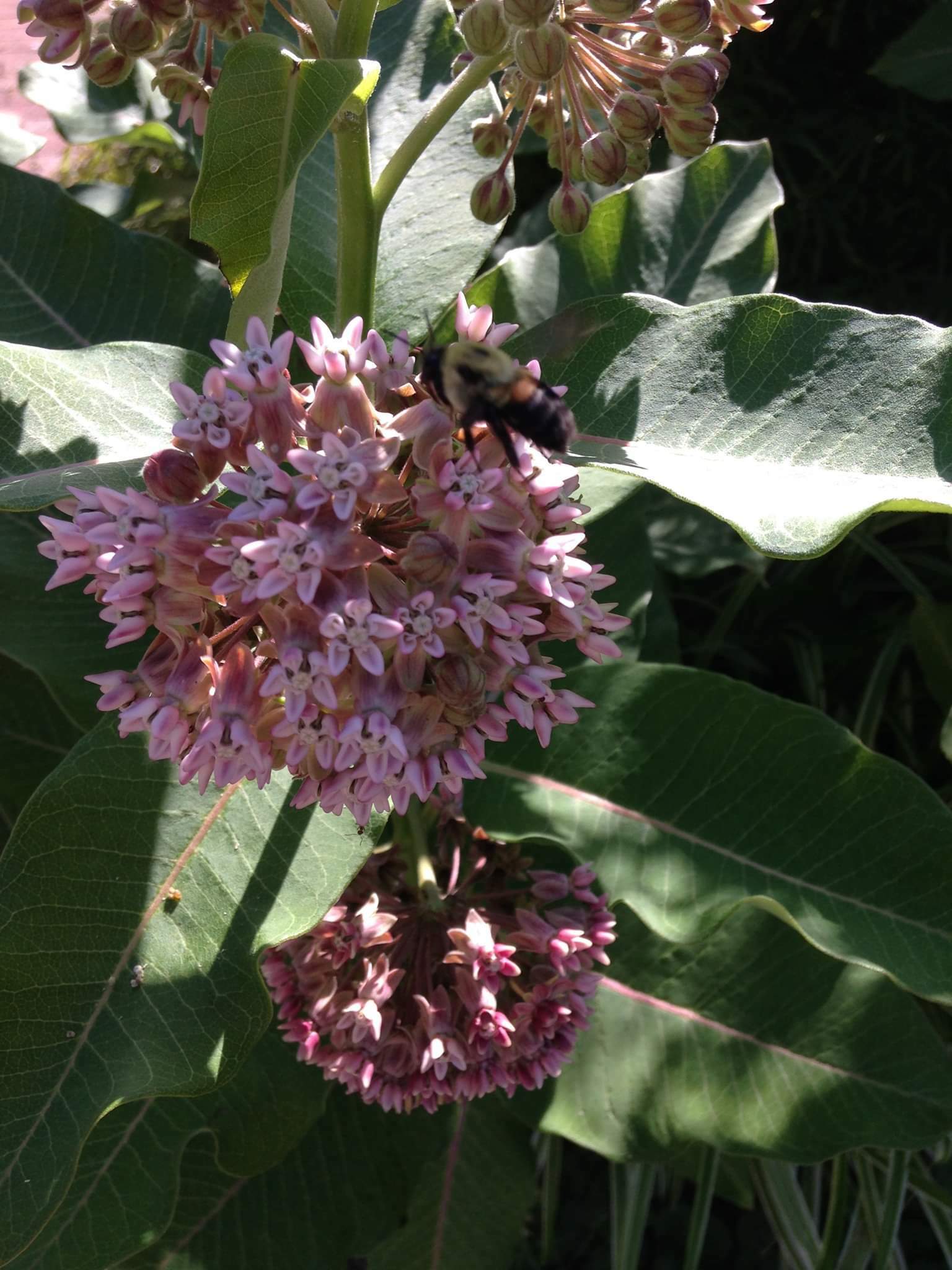 A flowering milkweed plant. BRIAN SMITH