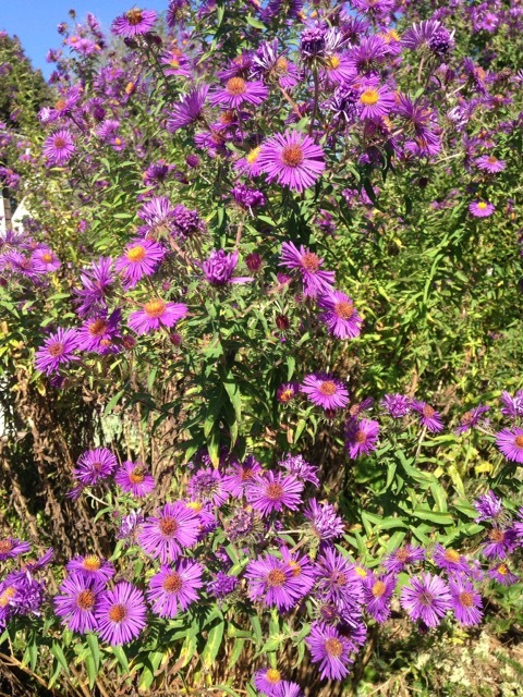 New England aster. BRIAN SMITH