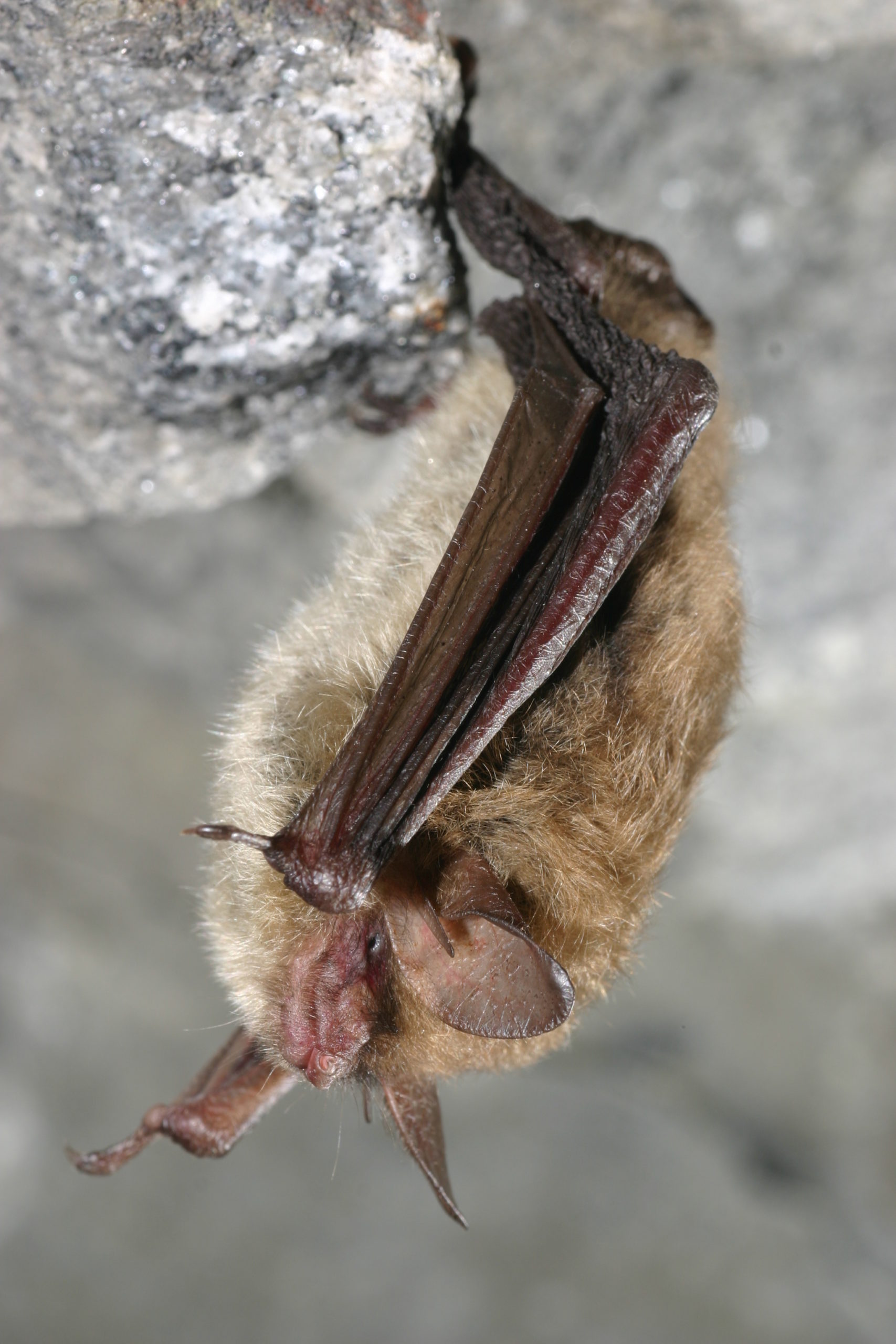 Northern long-eared bat in its hibernation spot.