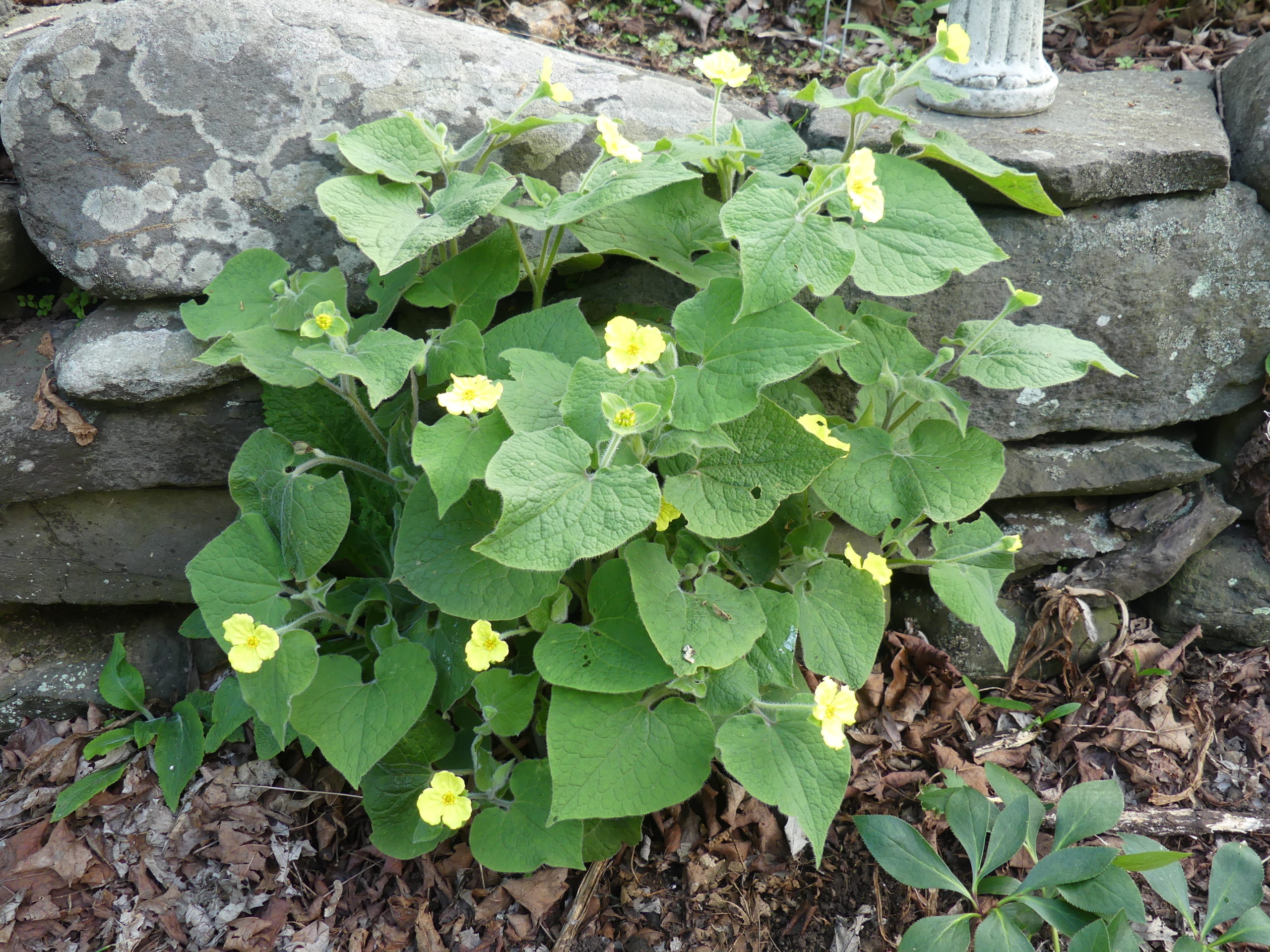 Saruma henryi, or the upright wild ginger, is a delightful plant for the shaded garden. The plant grows to about 15 inches and is covered with half-inch yellow flowers. Removing spent flowers will result in 3 weeks of blooms.