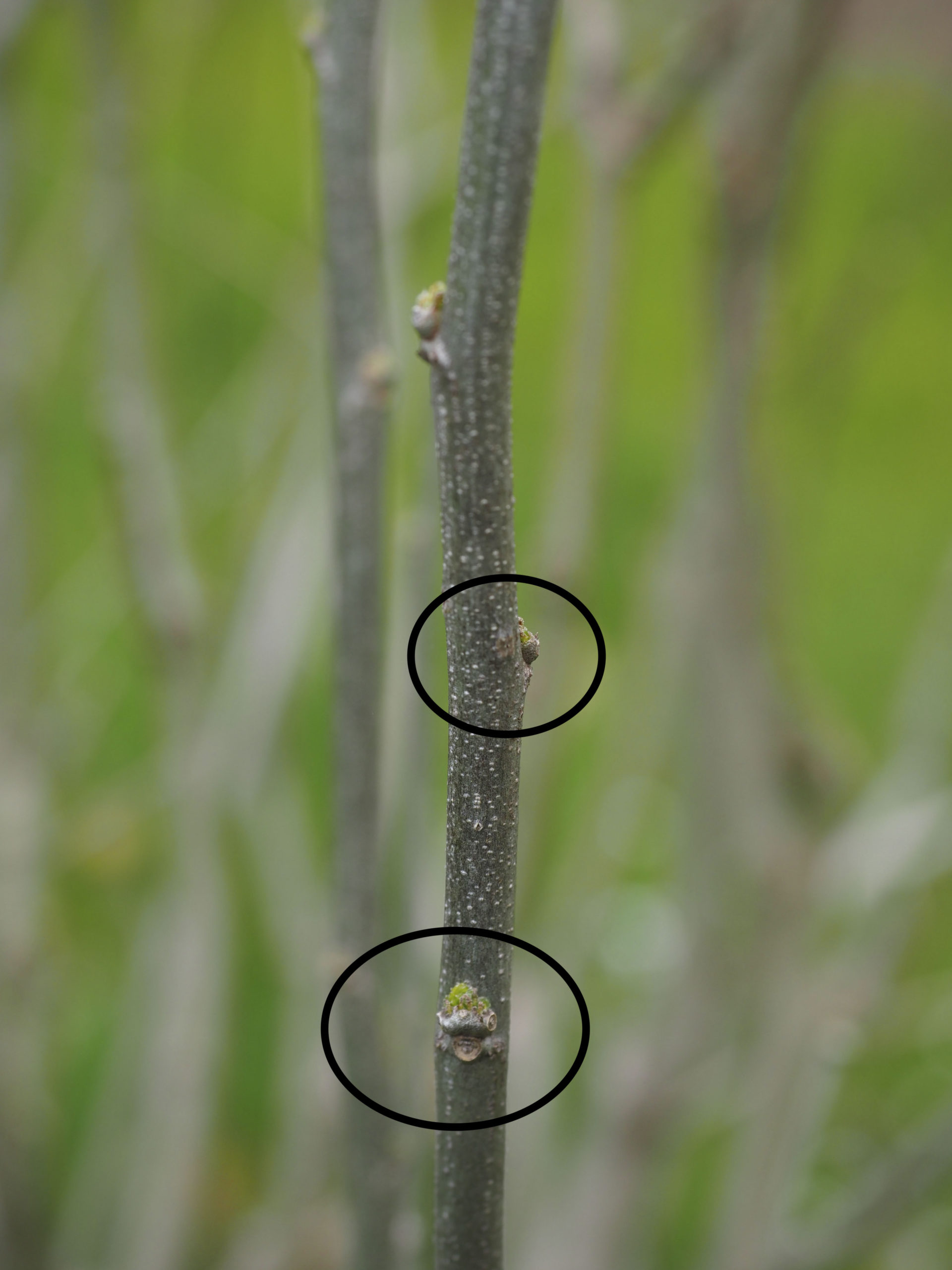 A year old stem, about the thickness of a pencil, with dormant buds (ovals). Since stems may die back in the winter wait to prune until you see the dormant buds ‘leaf out’ and show green. If you cut just above a out facing bud the new branch will likely emerge there, facing out. Avoid too many prunes with buds facing inwards where the display can get lost amid the foliage.  ANDREW MESSINGER