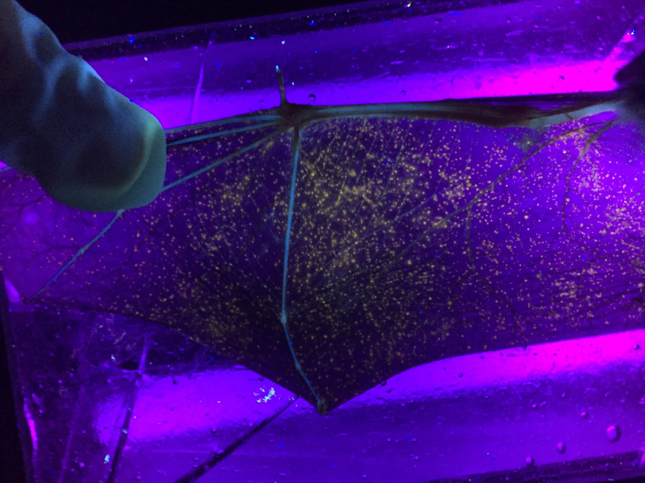 The wing of a northern long-eared bat illuminated with UV light to checK for the presence of Pd (Pseudogymnoascus destructans) white-nose syndrome.