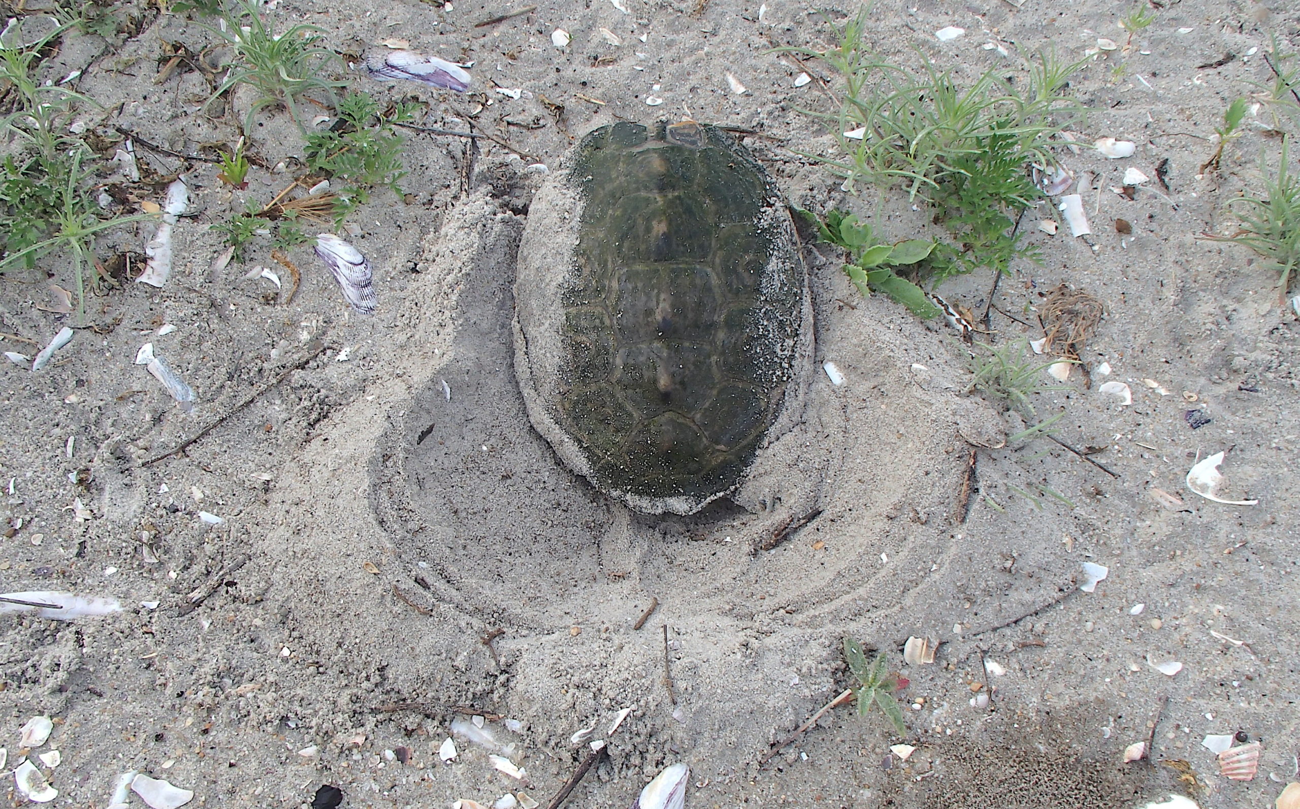 Diamond terrapin nesting.