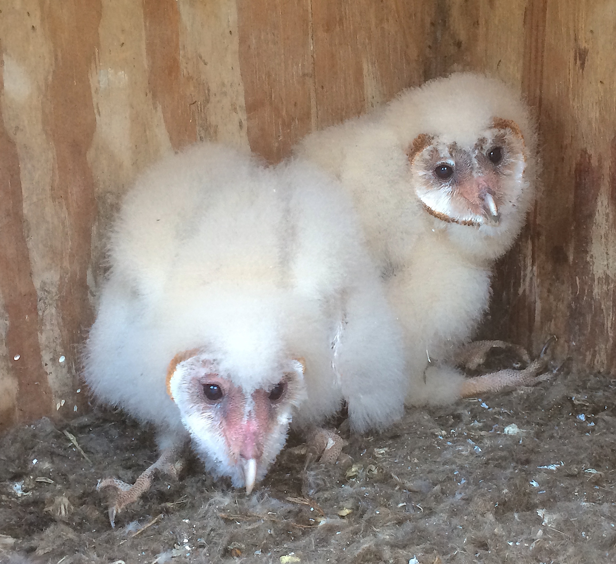 Barn owl chicks.