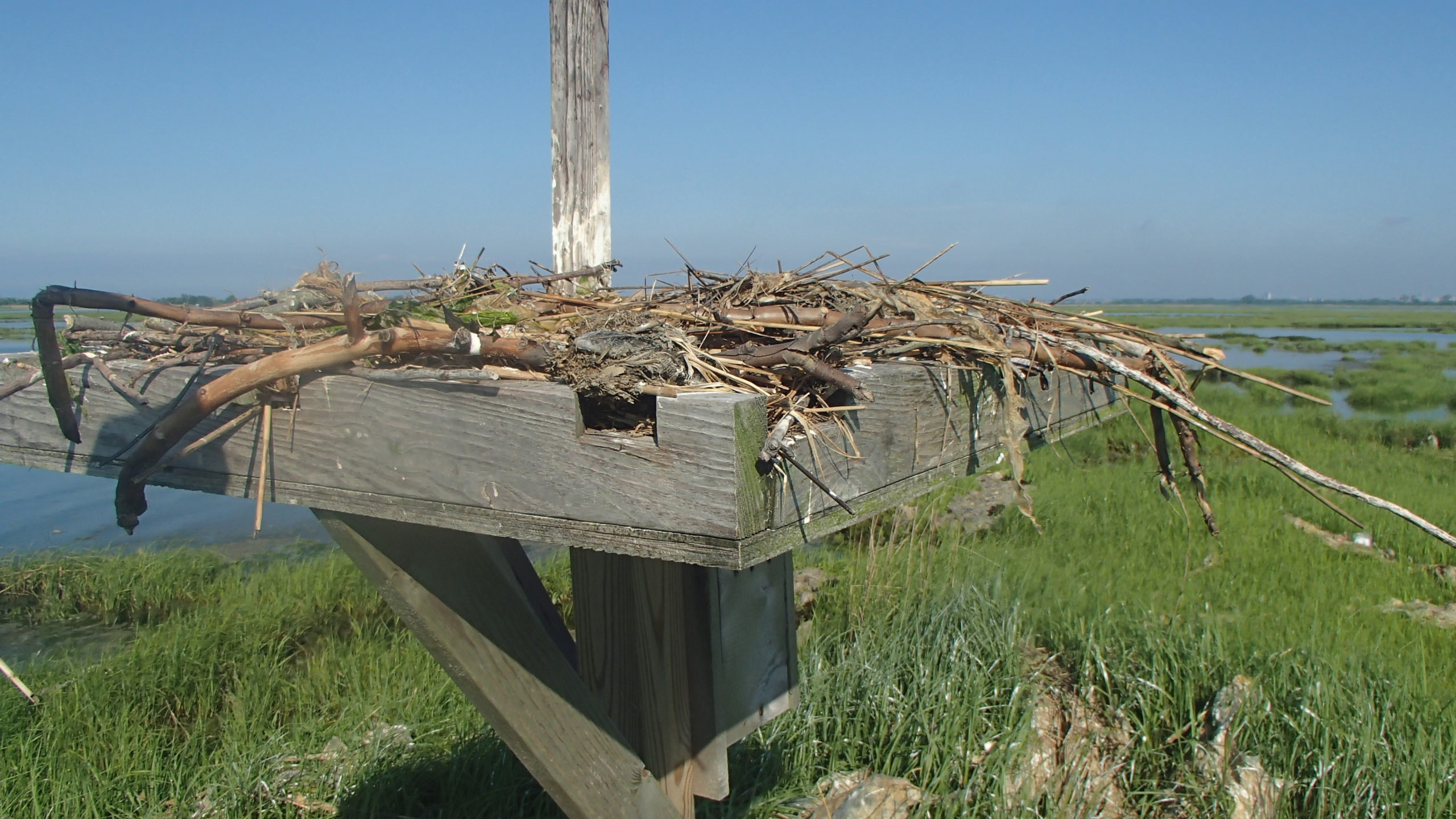 An osprey nest.