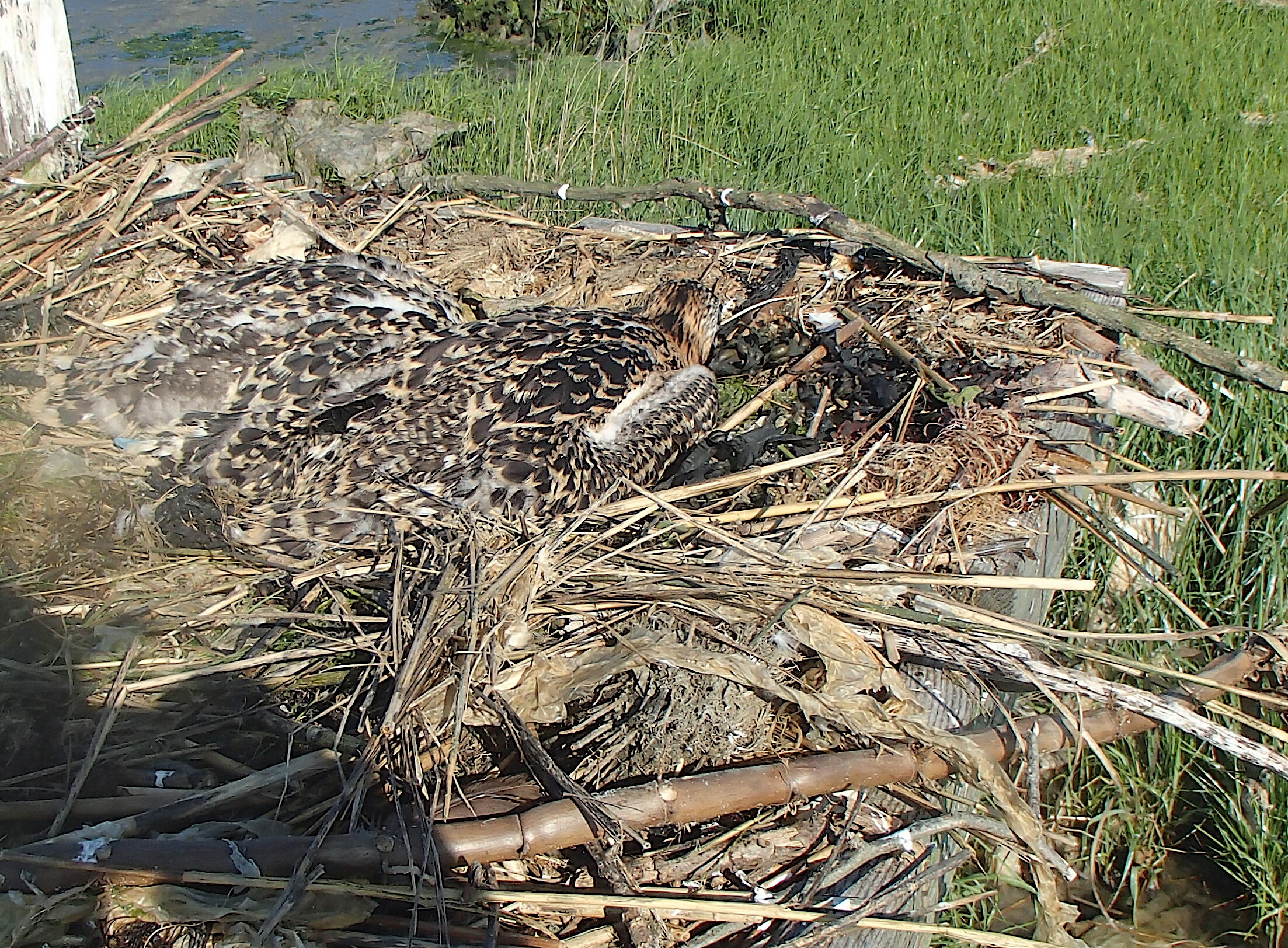 Osprey chicks.