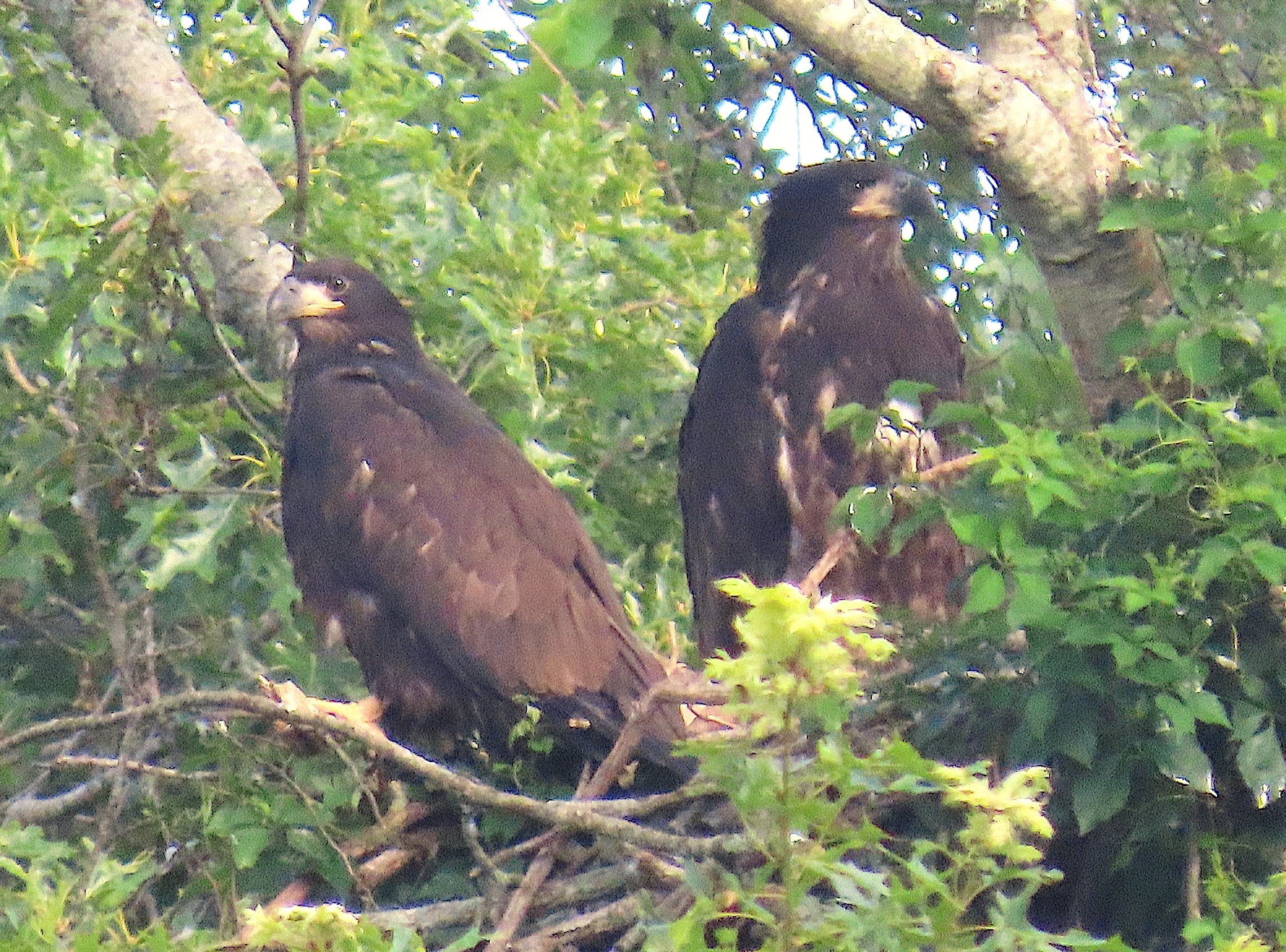 Bald eagle chicks.