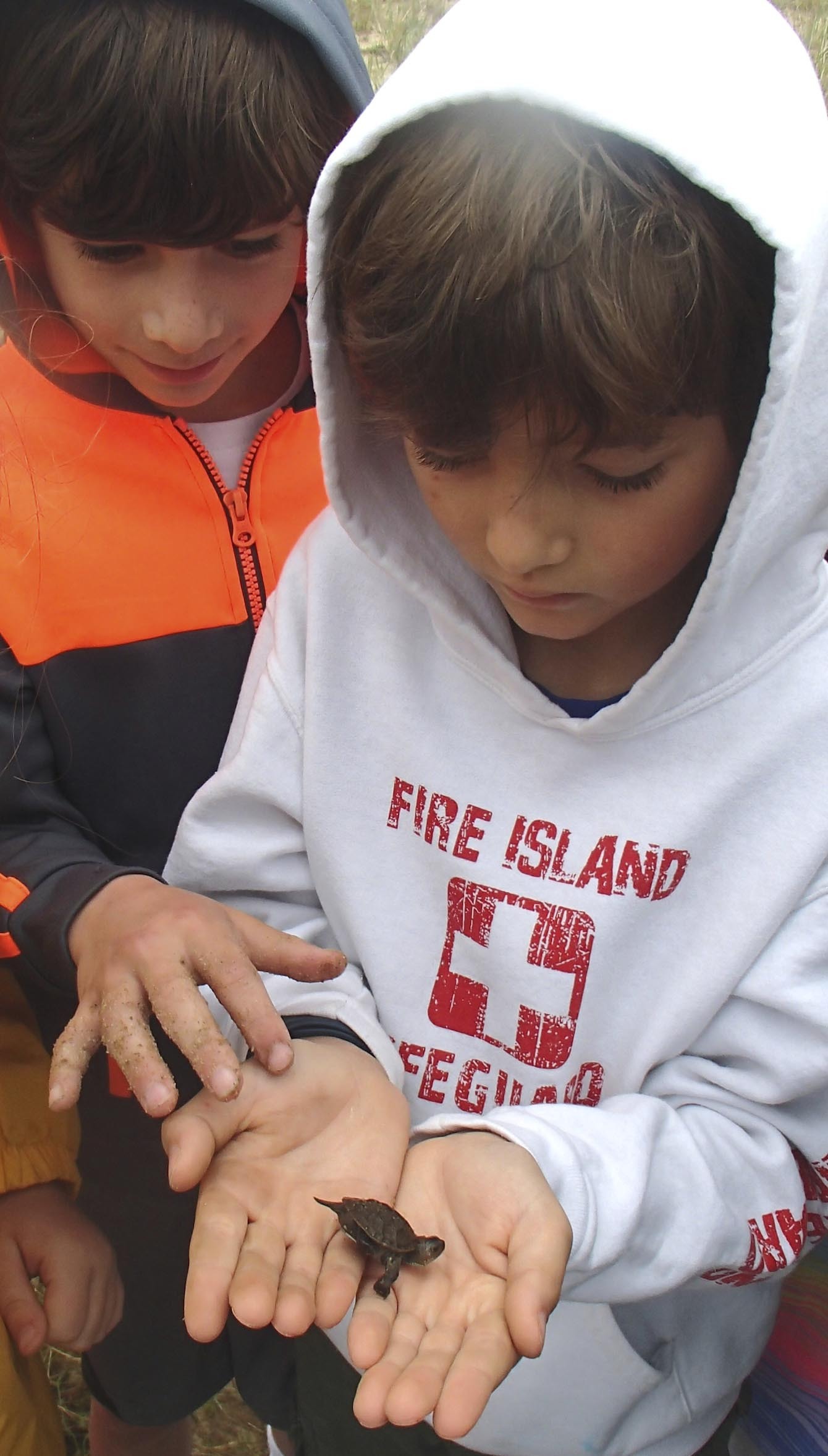 These sharp-eyed Amagansett students found a hatchling Diamondback Terrapin on a field trip to Accabonac Harbor.  MIKE BOTTINI
