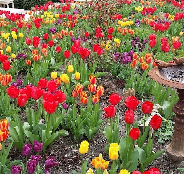 Because second homeowners were out early this year, they were able to enjoy the colorful displays of spring flowers such as tulips, according to Elizabeth Linker of the Irony Ltd. and Hedges & Gardens.