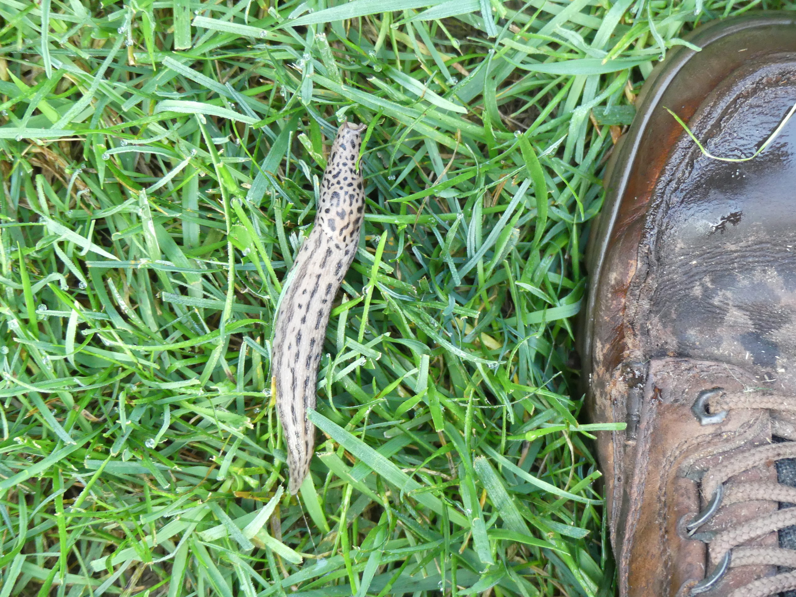 This Leopard slug, also known as the common gray slug, (Limax maximus) is one of a few species found on our lawns and in our gardens. Rarely found during the day, they seek dark and damp spots until the sun goes down. Slugs and snails are easily managed with organic, chemical and home-made remedies like coffee grounds and beer in pie plates.