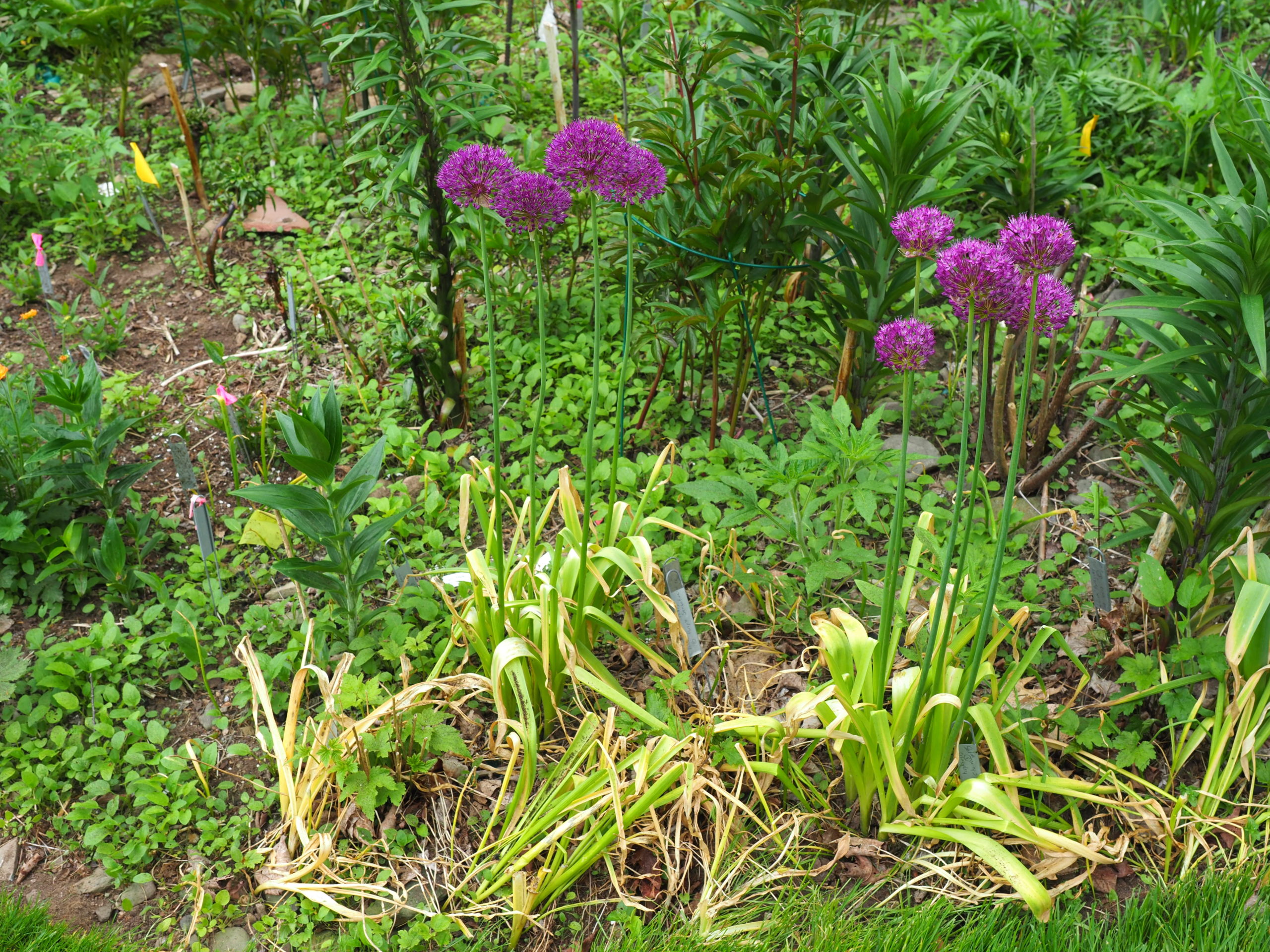 Spring alliums, like this Purple Sensation, have foliage that browns soon after flowering. Don’t cut or tie the foliage until it has turned totally brown and crispy or you’ll have smaller flowers next year since you’re removing the bulbs' 