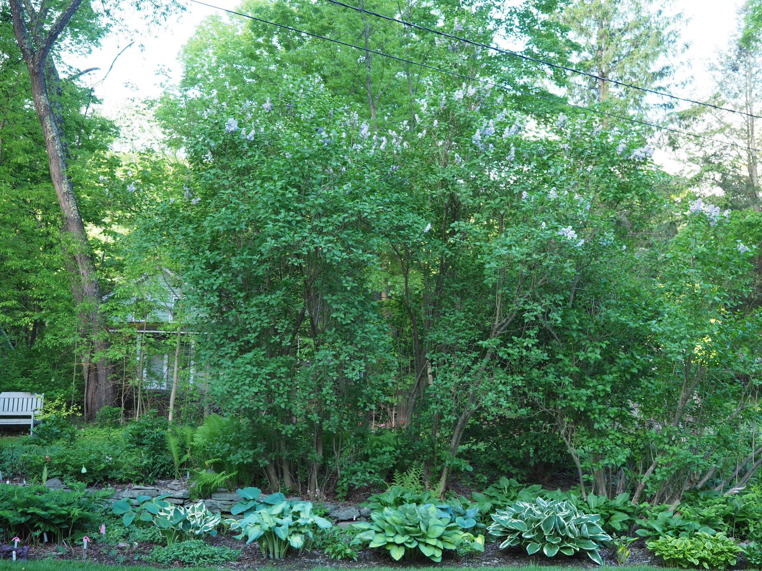 These 20-foot tall lilacs (center) provide important shade for the hostas that grow to their west. The shrubs flower less and less each year because the flower heads are too difficult to reach for removal. The solution is a three year rejuvenation plan to bring the height down and increase the flower density.