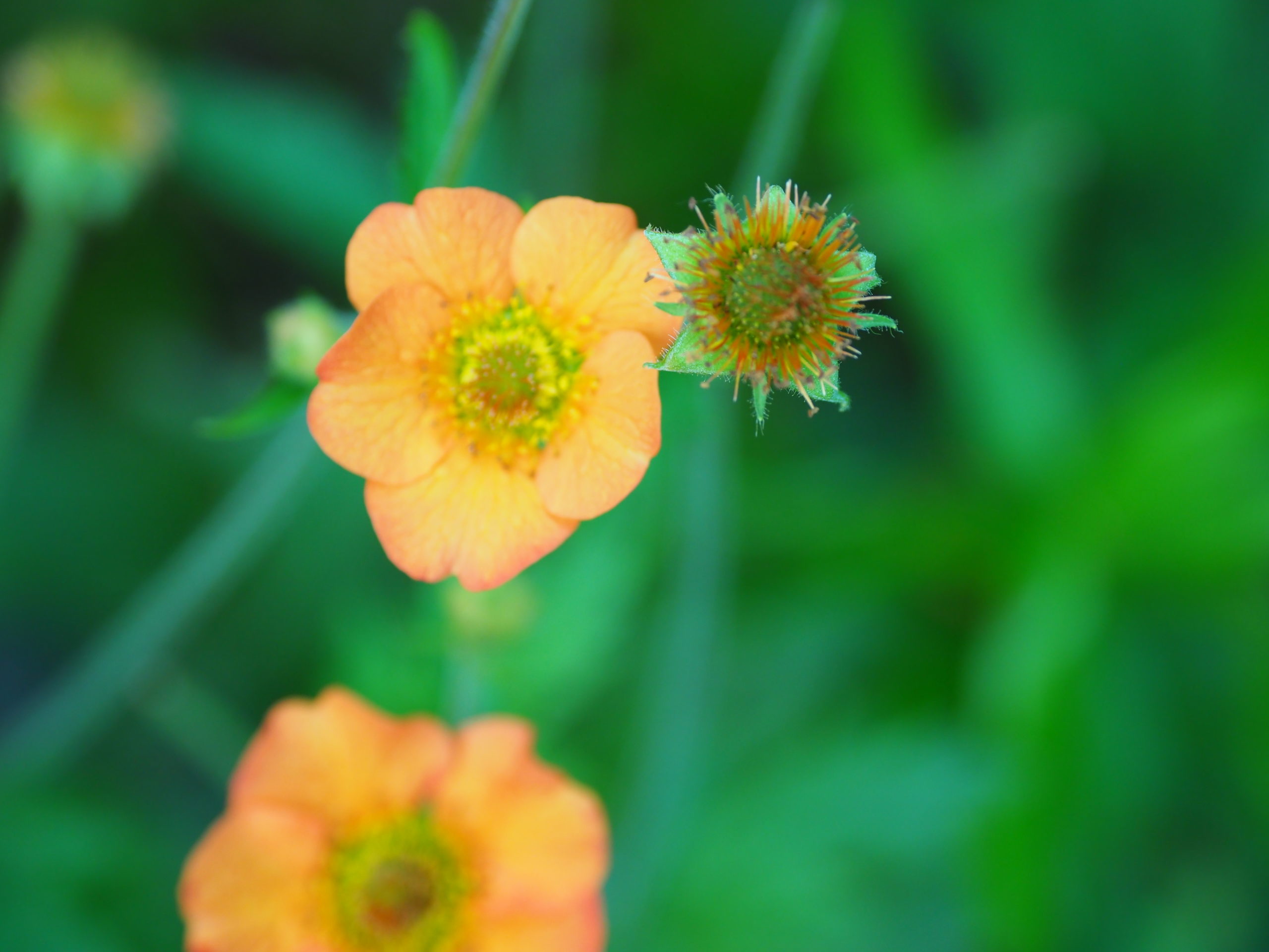 The flower of Geum 