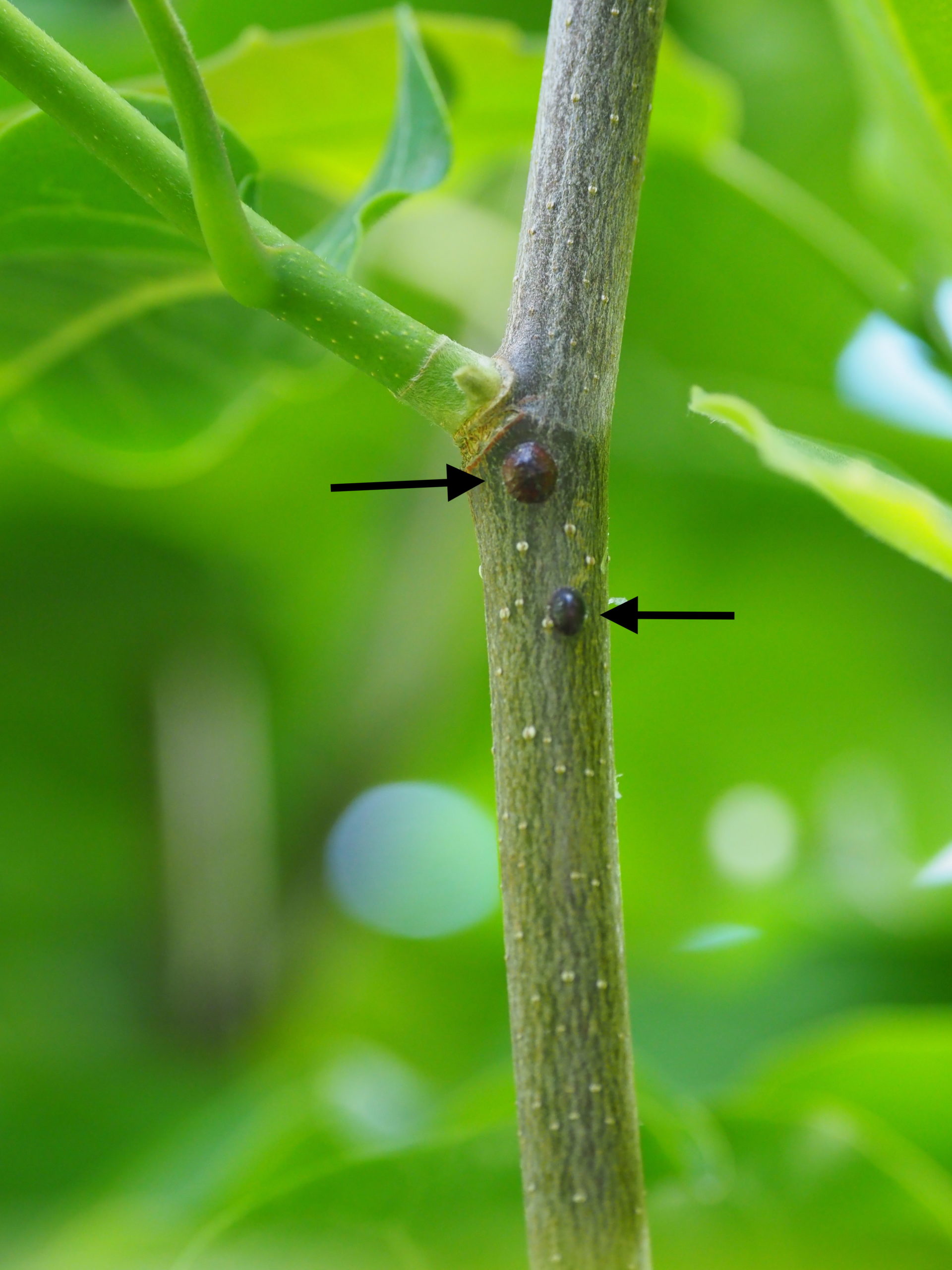 Note the two brown scales on this magnolia twig just a bit above center. The outer shell of the parent protects the larvae that are underneath. When these larvae become crawlers and begin to move onto the twigs and branches, horticultural oil can be sprayed to kill them.