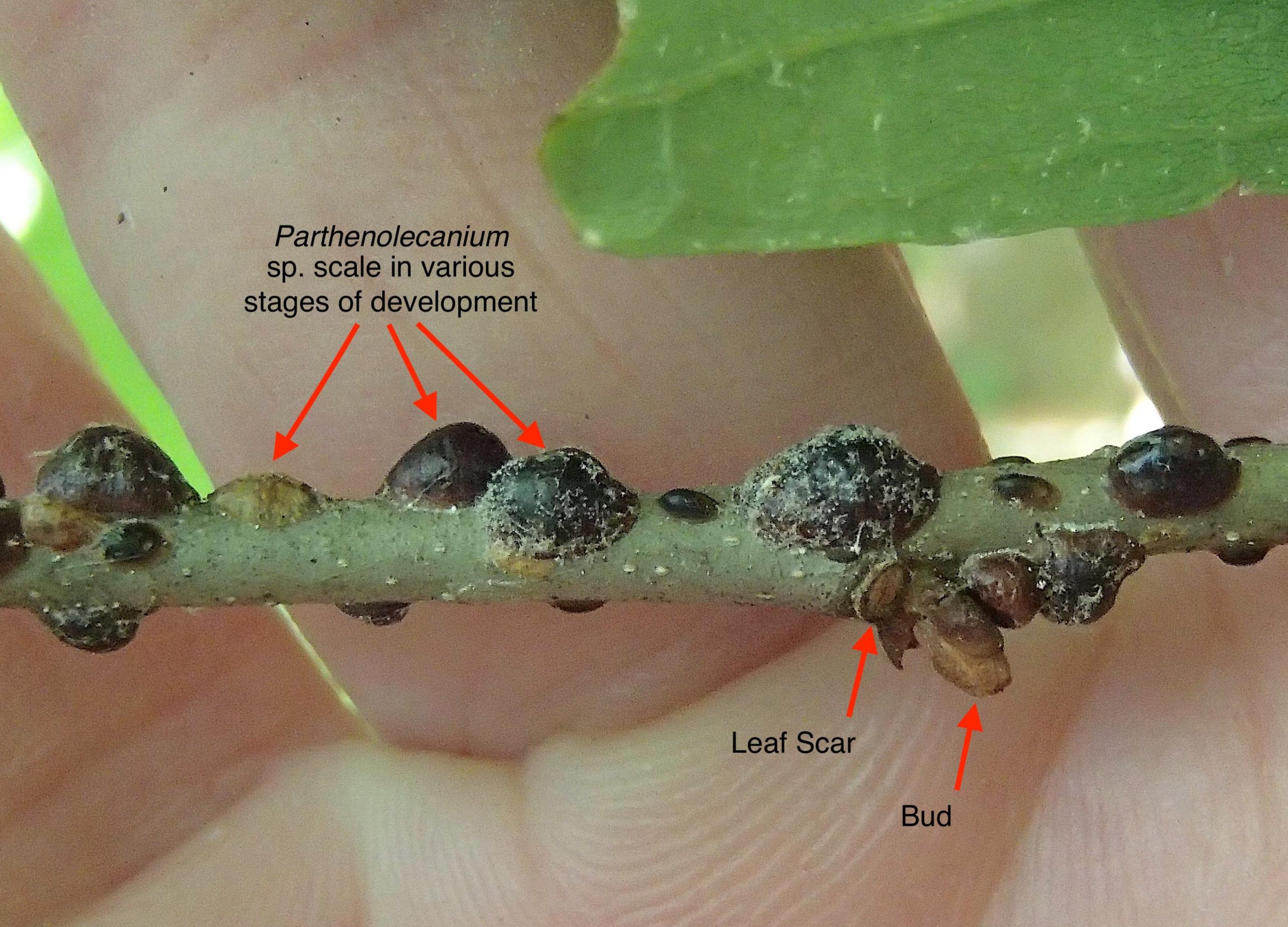 A Chestnut twig infested with scale insects.   MIKE BOTINNI