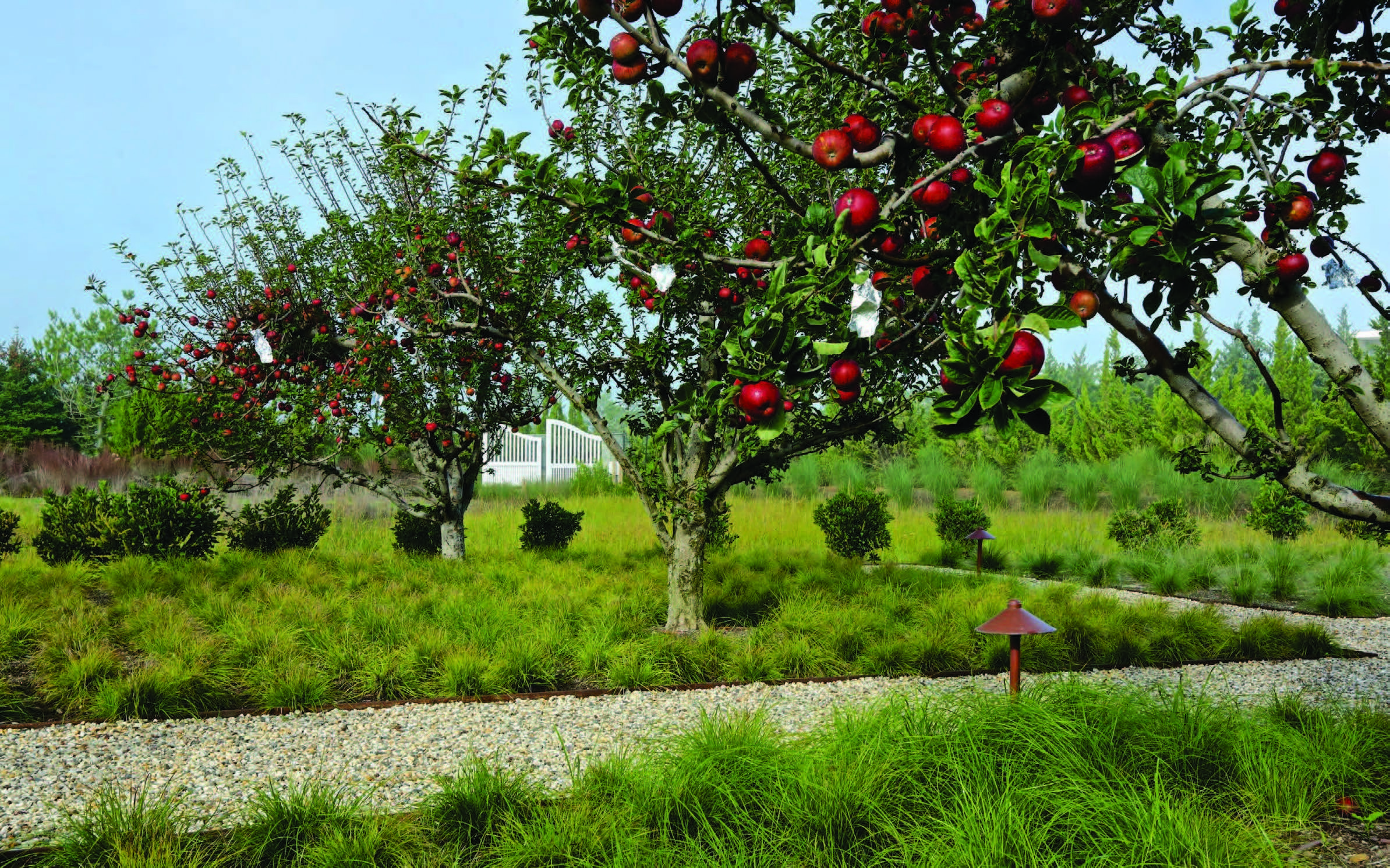 Fruit trees are part of a garden executed by Araiys Design.