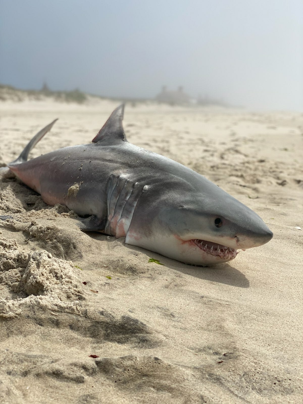 A dead juvenile white shark was found on the beach in Southampton Village last week. The occasional deaths of these young 