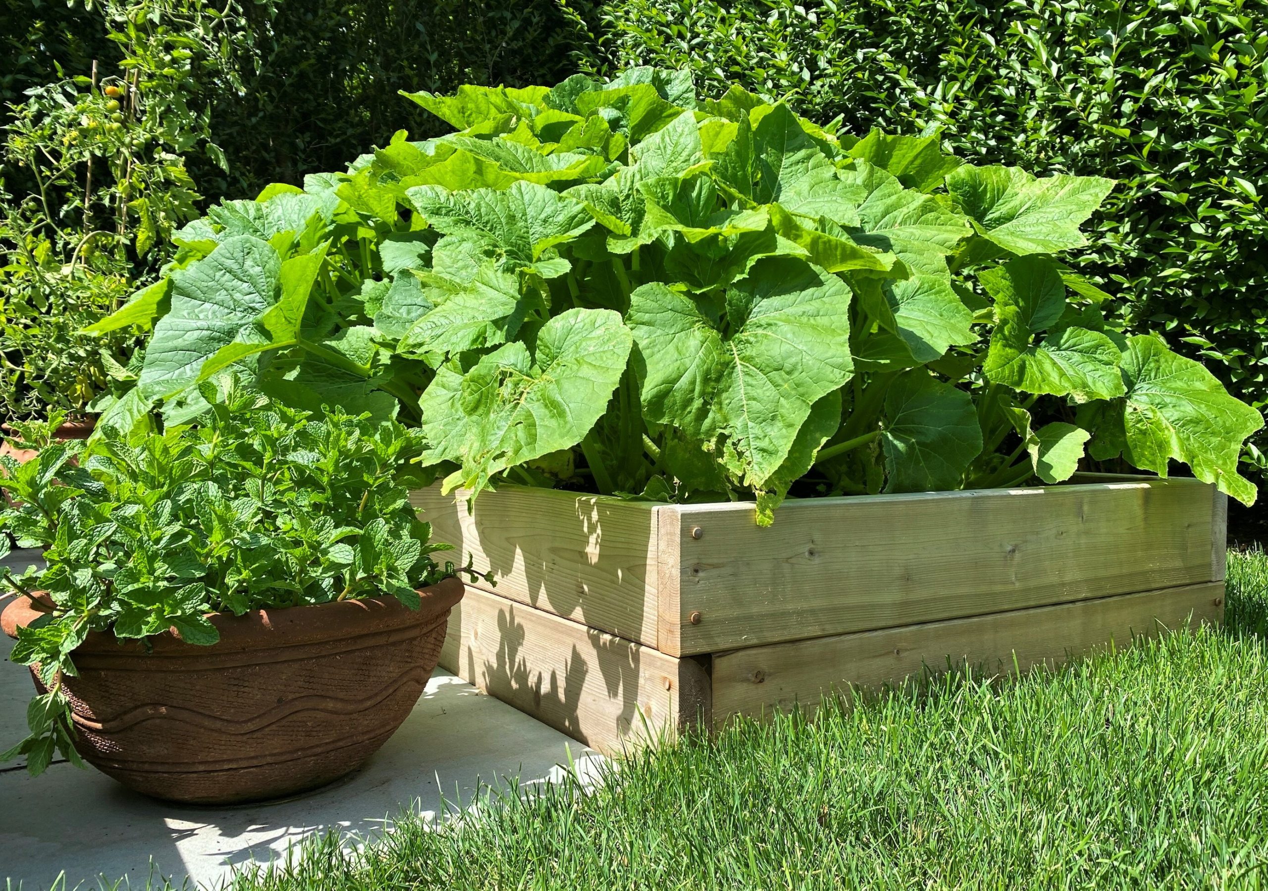 A small raised planter for vegetables.