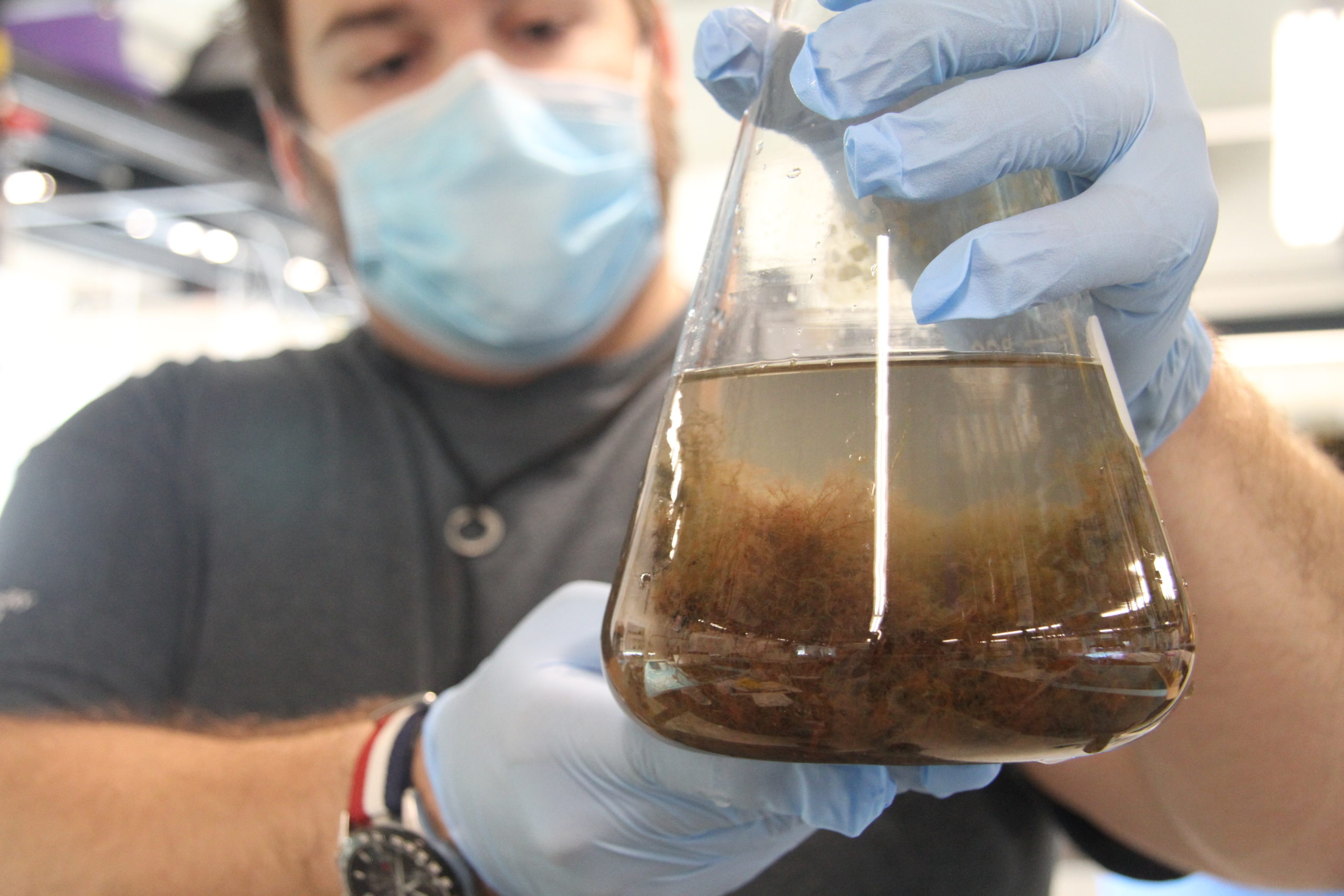 Stony Brook University lab technician Craig Young is working with the new seaweed species in the lab at the Marine Science Center to try to determine what makes it so toxic when it dies. 