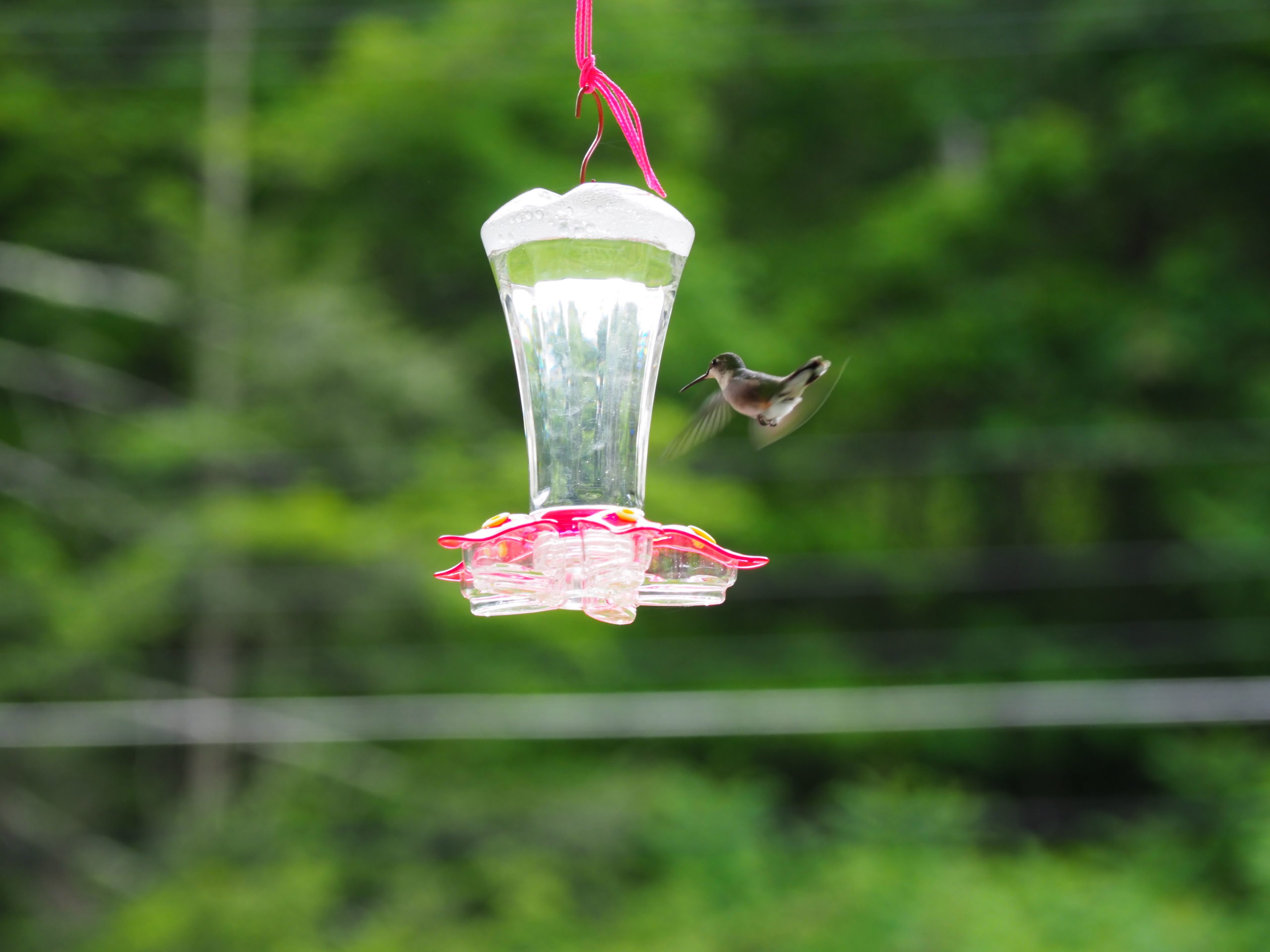 A ruby-throated hummingbird approaches a 