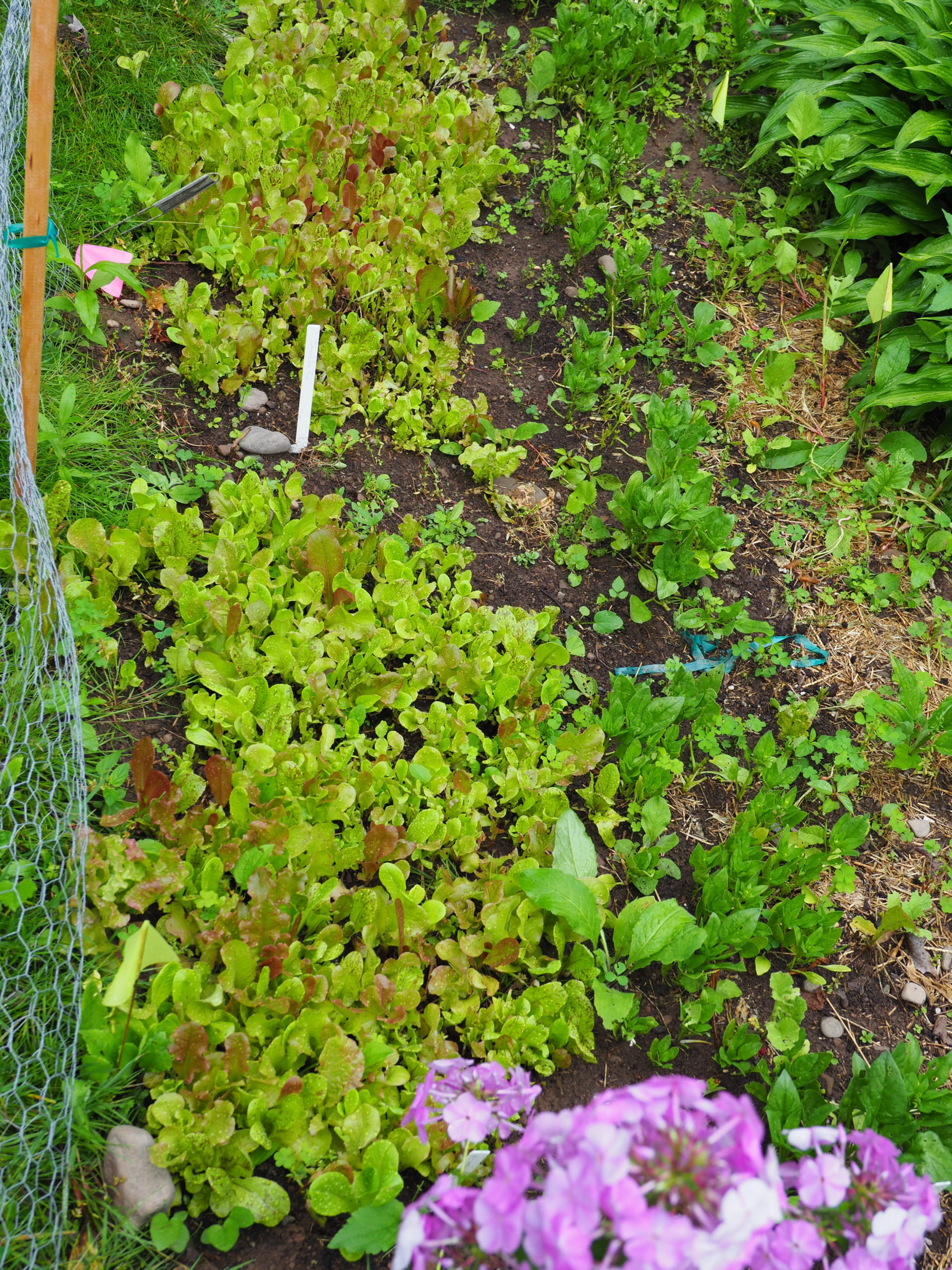 The two baby lettuce plots planted a month apart are on the left. The two plots of less than 15 square feet supply enough salad greens for two people for up to 12 weeks. 
