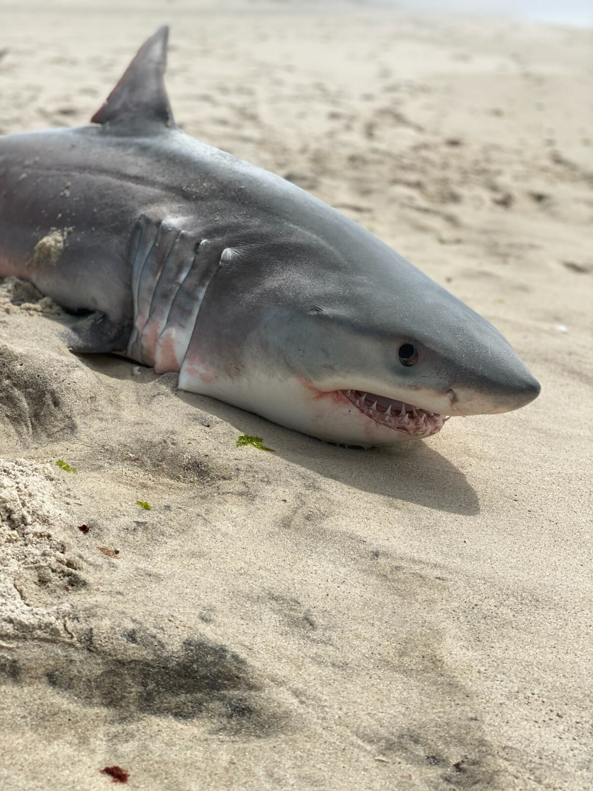 A dead juvenile white shark was found on the beach in Southampton Village last week. The occasional deaths of these young 