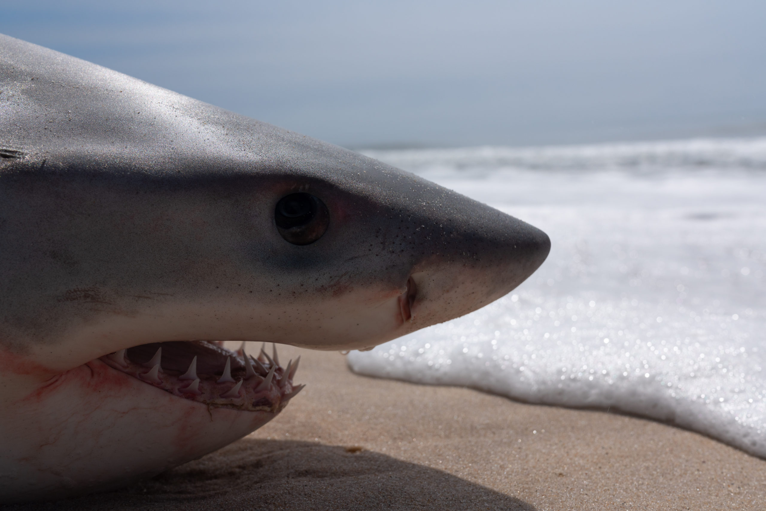 The young white shark, before someone illegally removed several of its teeth.