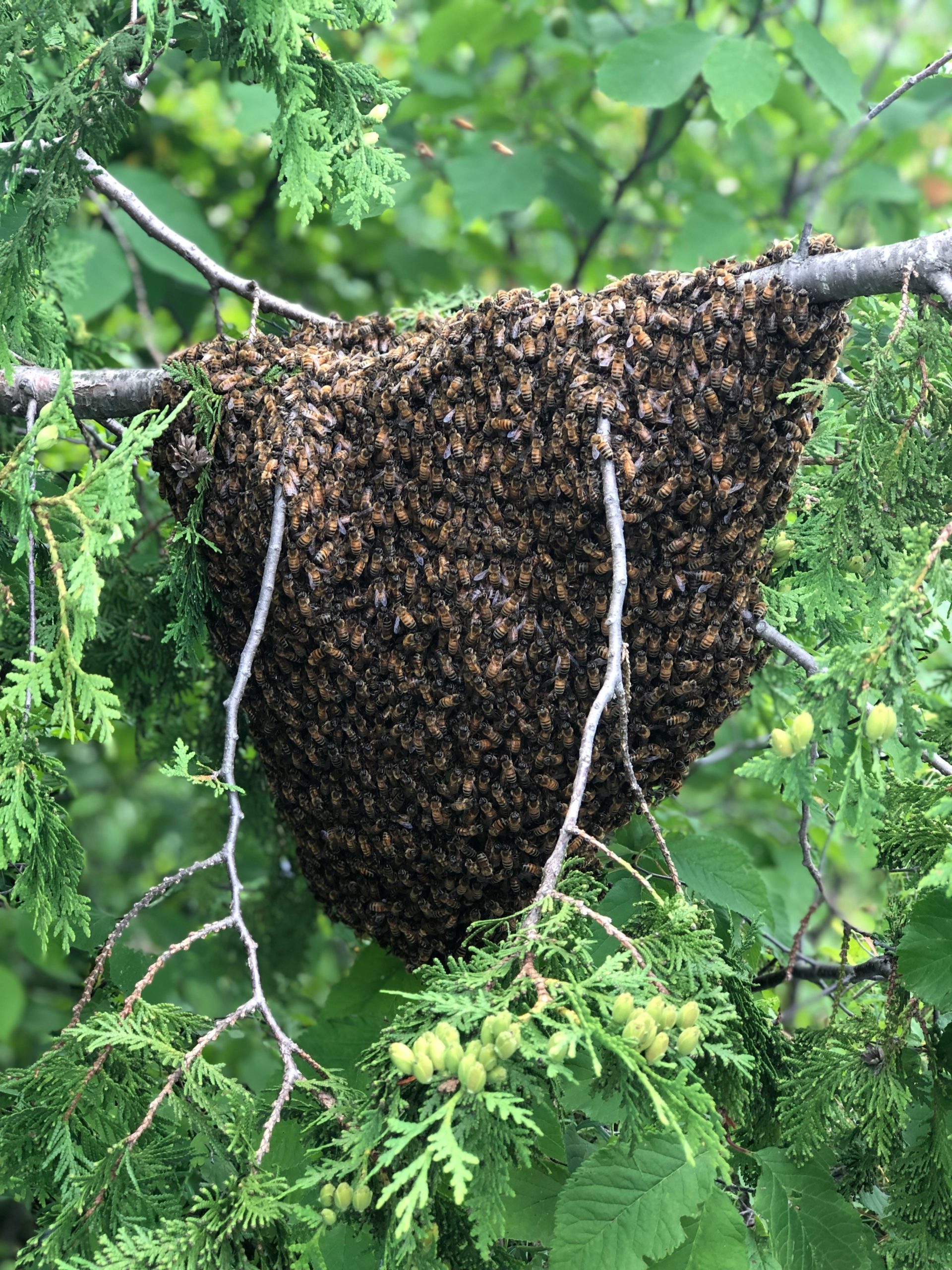 Swarm caught at Juniper Farm in Wakefield, Quebec.