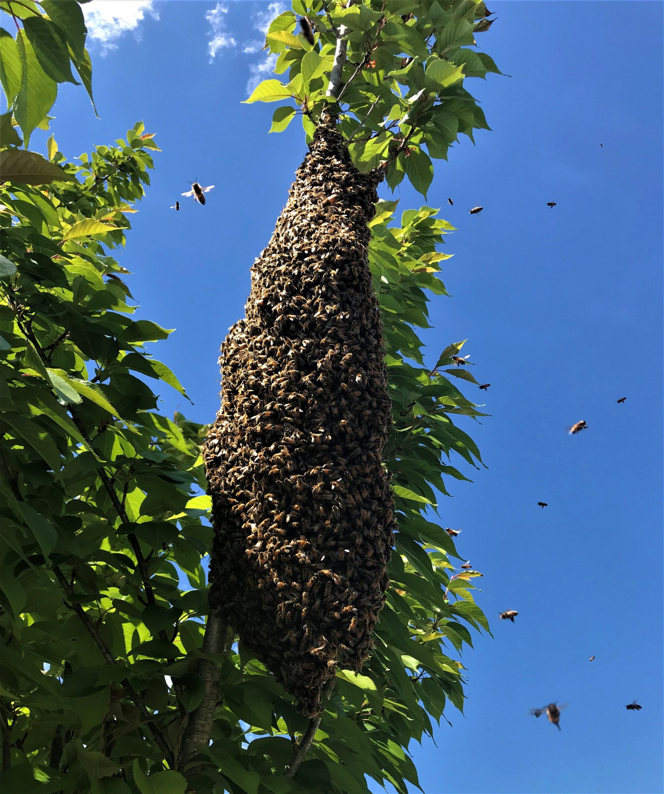 Honeybee swarm.