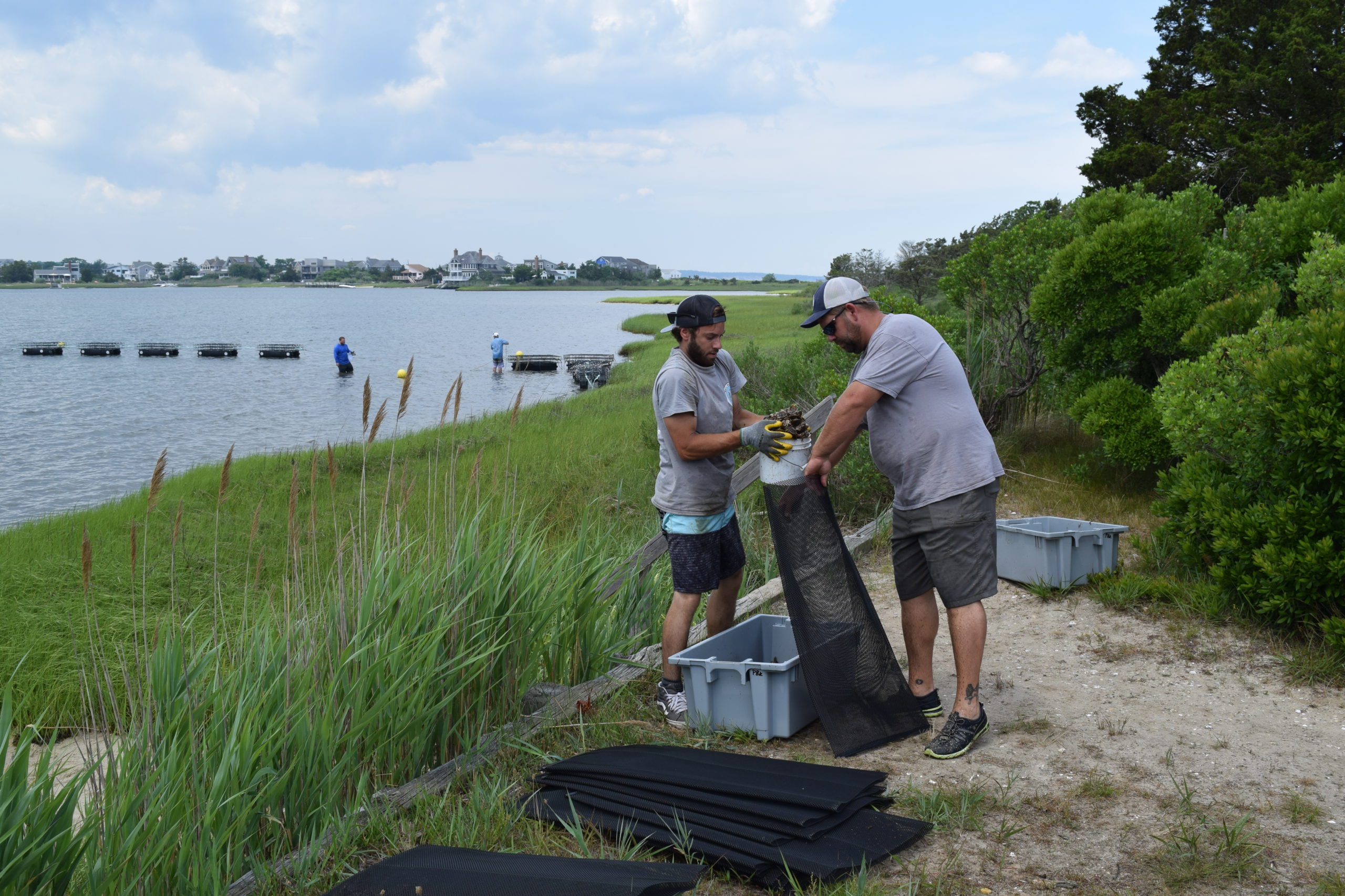 Members of the AWS staff adding oysters to the nursery