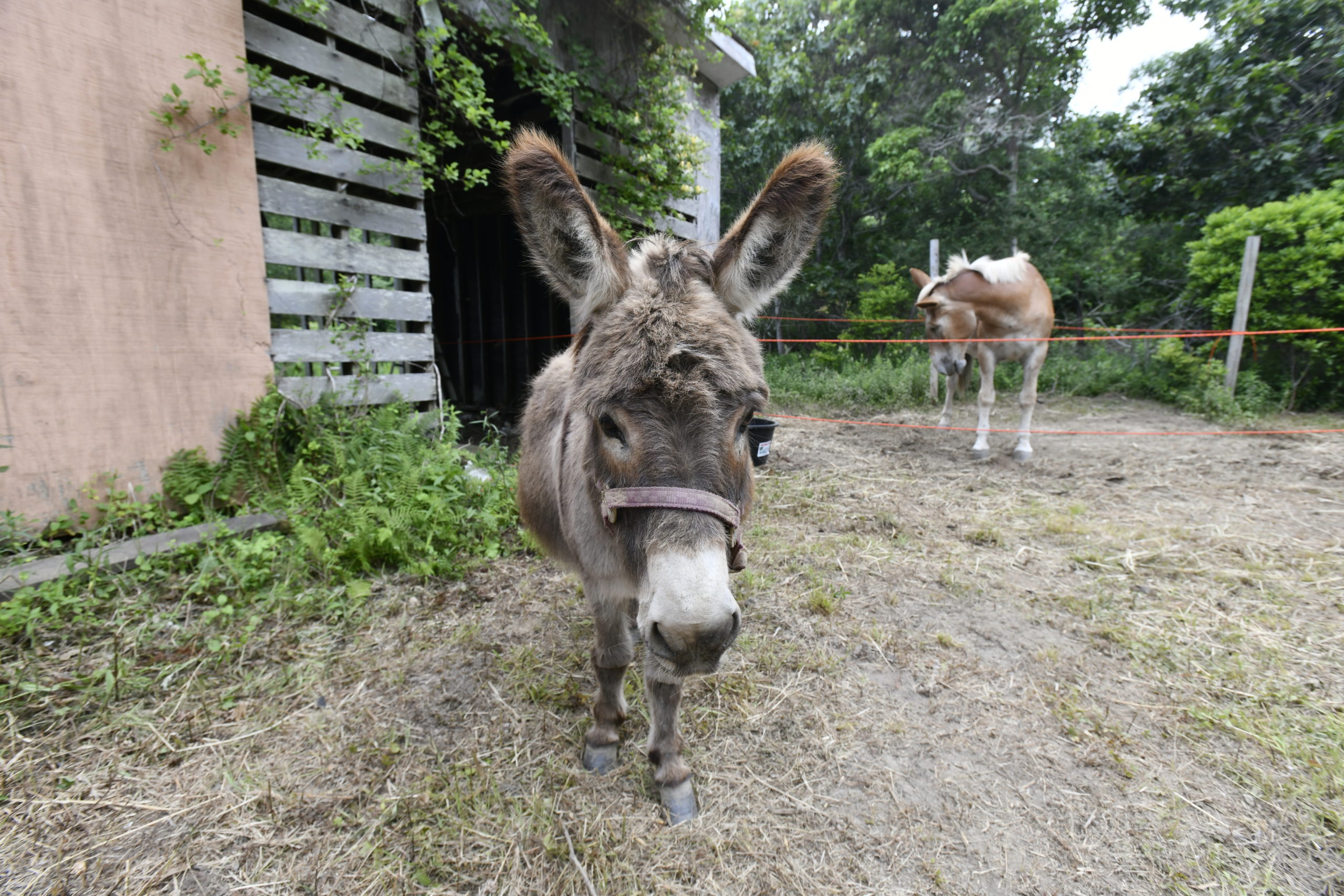 Benny the donkey.  DANA SHAW