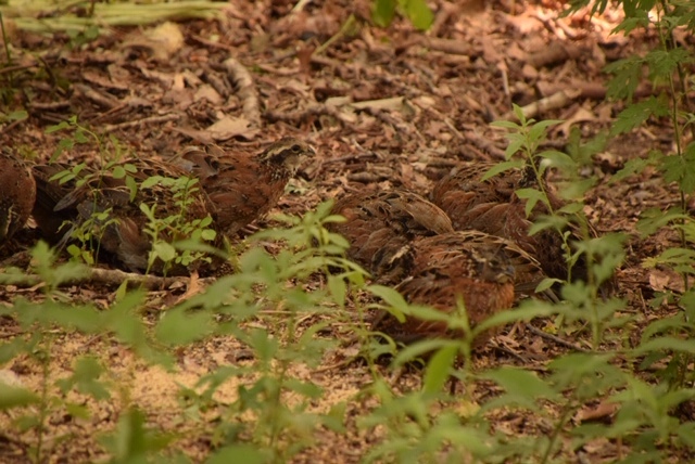 Dr. Ricca's quail at home in his yard.