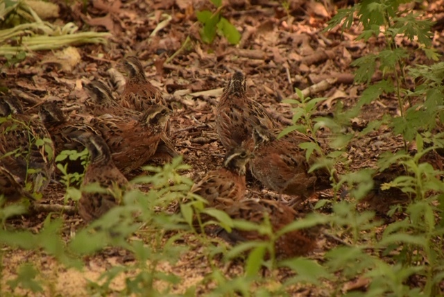 Dr. Ricca's quail at home in his yard.