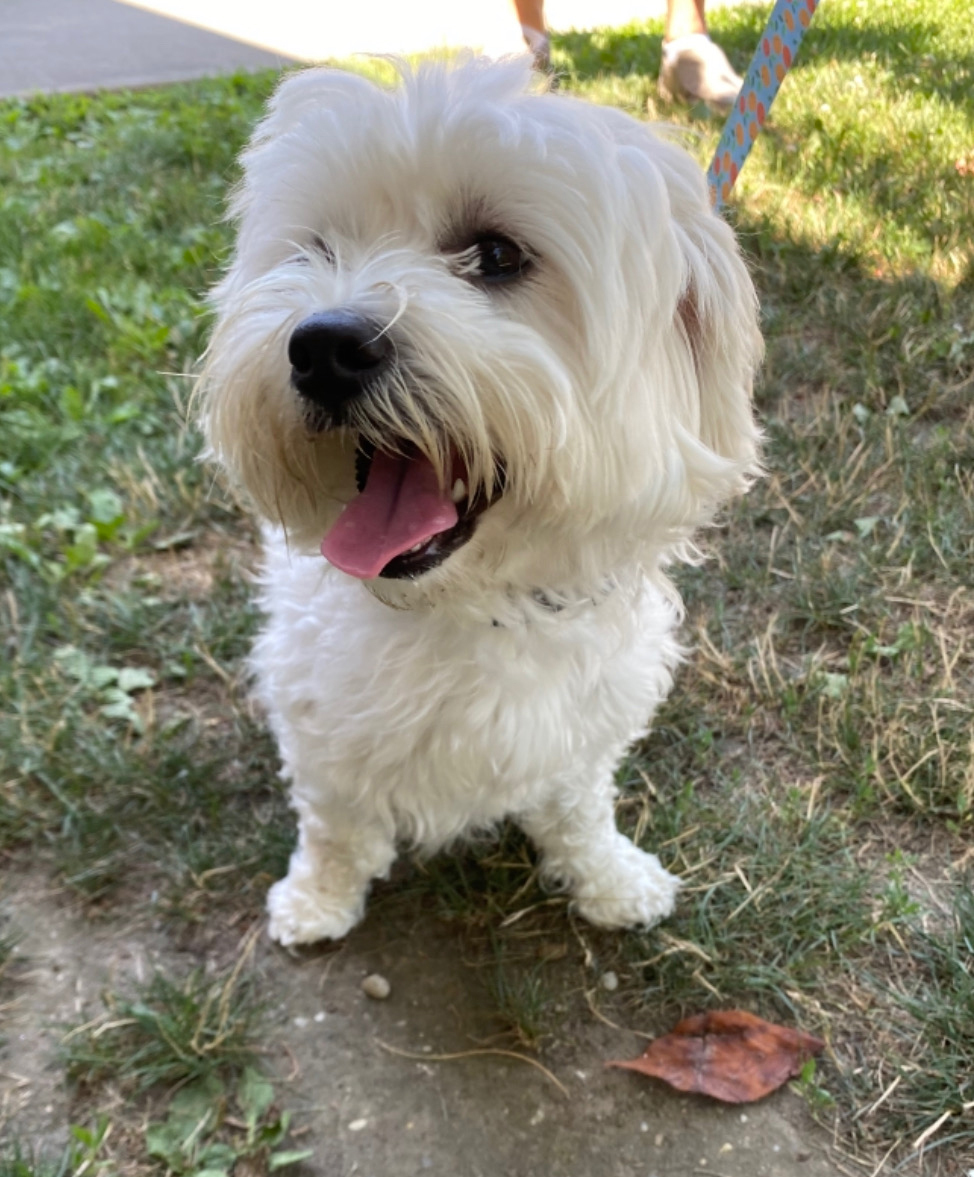 -Franco the Maltese rescue.