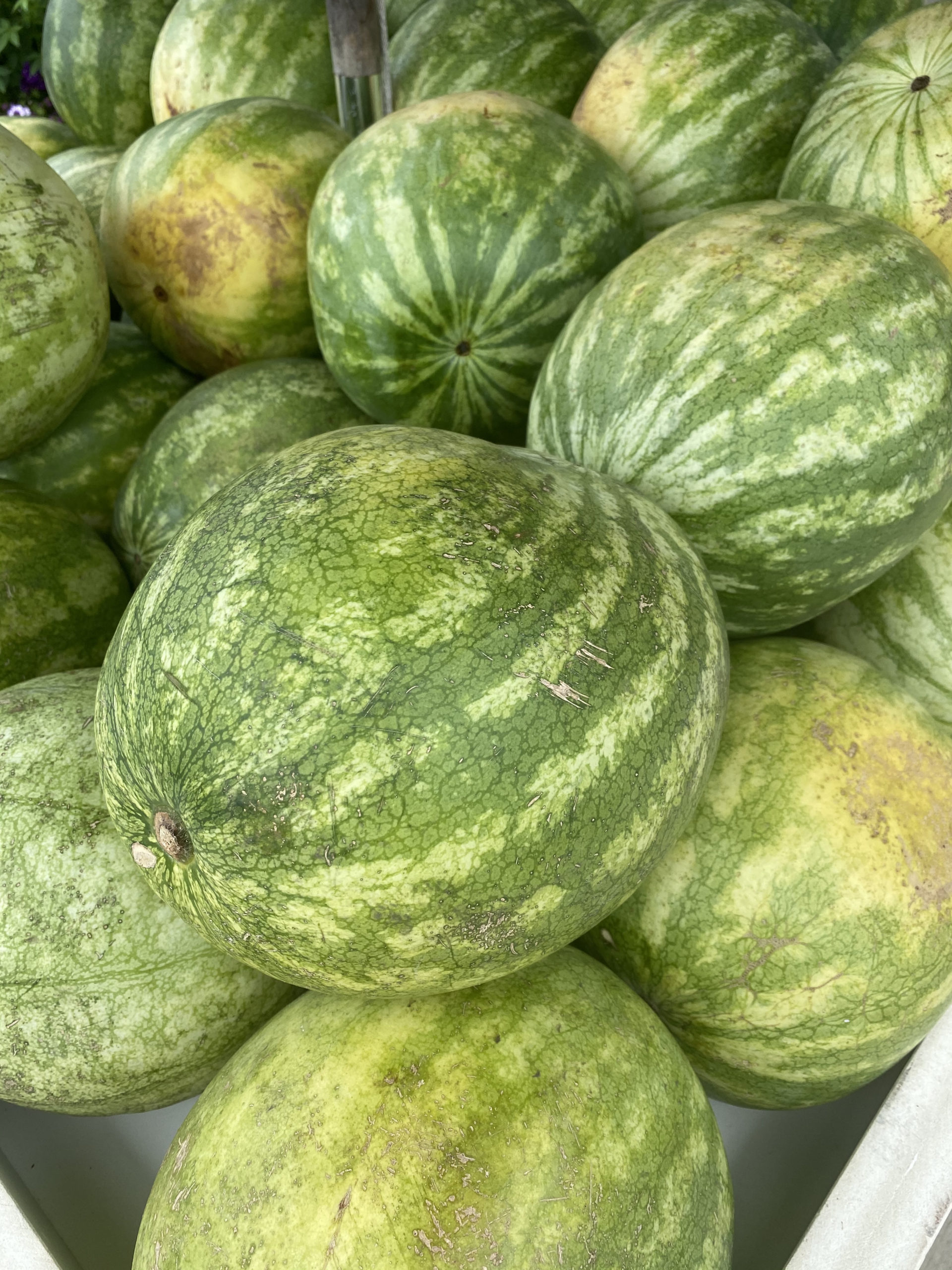 Halsey Farm’s watermelons.     STEVEN STOLMAN