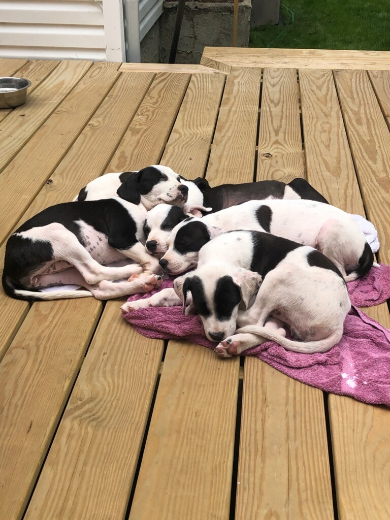 Sleepy foster puppies who are at New Hope Rising's second location