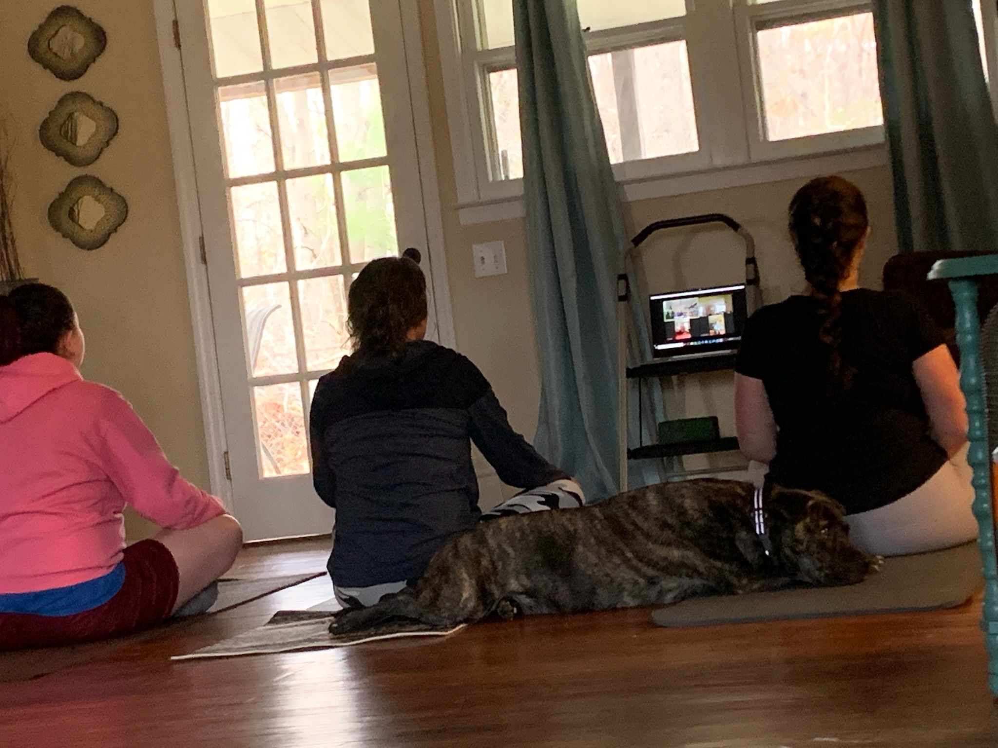 Sasha joins in for Zoom yoga with the girls. Her skills include downward-dog and sleeping.