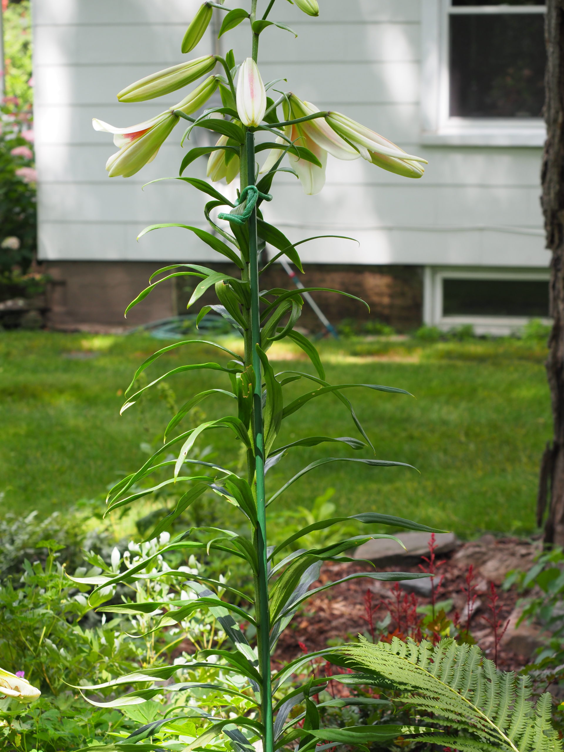 A stake for a 7-foot-tall lily needs to be strong and invisible. Look carefully and you’ll see the Takiron stake parallel to the stem and a soft foam tie just below the unopened center flower bud.