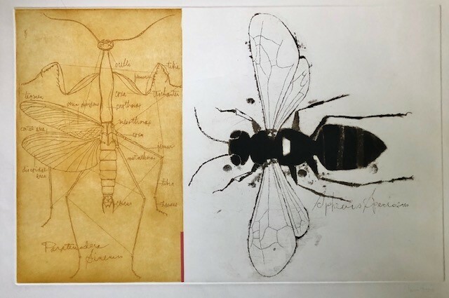 “Species Speciosis” Claus Hoie (1911–2007) circa 1978, etching on paper, artist proof, pencil signed, image 18” x 28”